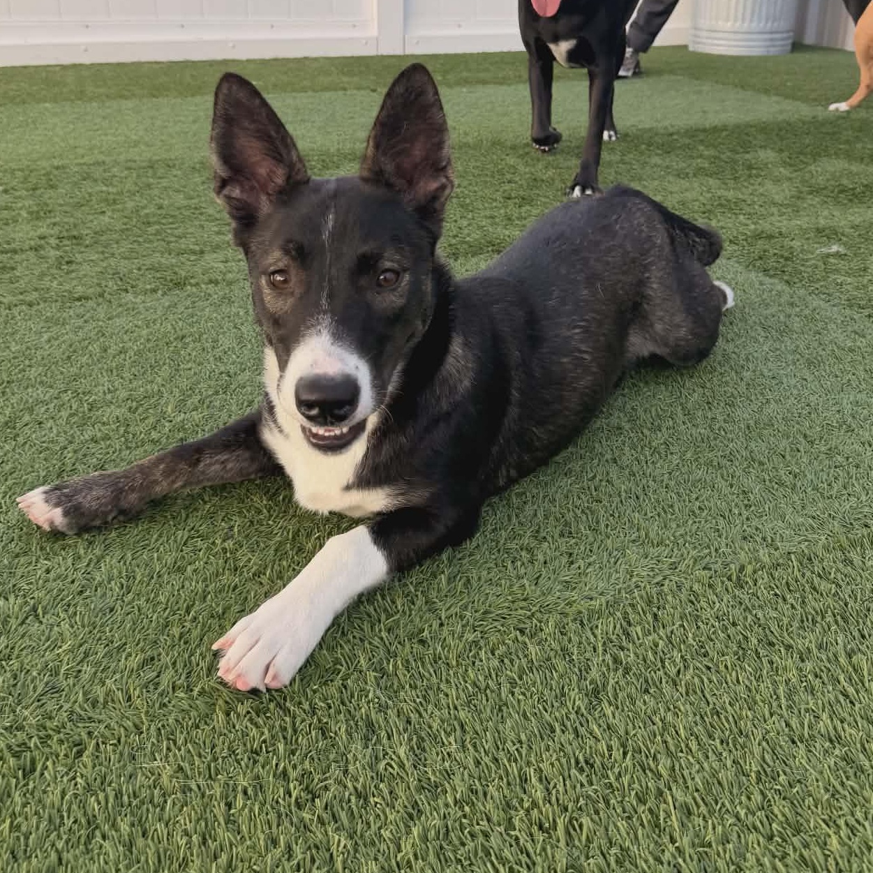 Enlarge Jazz, a ADOPTABLE mixed breed in Tylertown, MS image 1/1