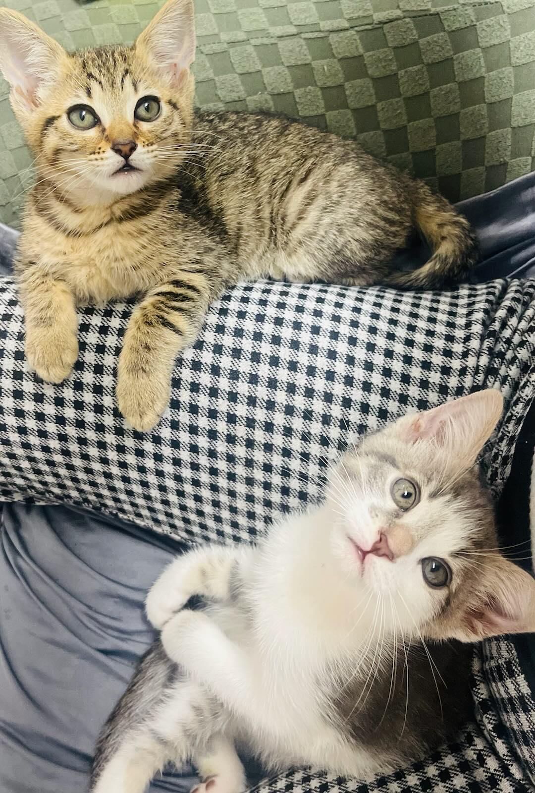 Tbird And Sandy thumbnail 2