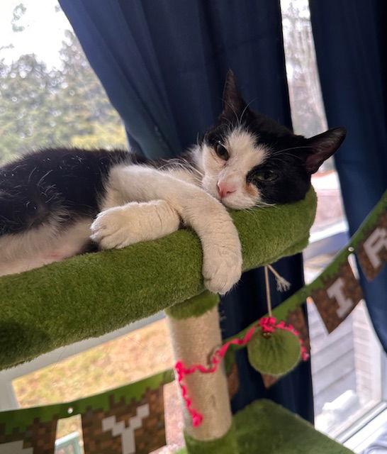 Enlarge Kiki, a Adoptable mixed breed in Rockville, MD image 1/3