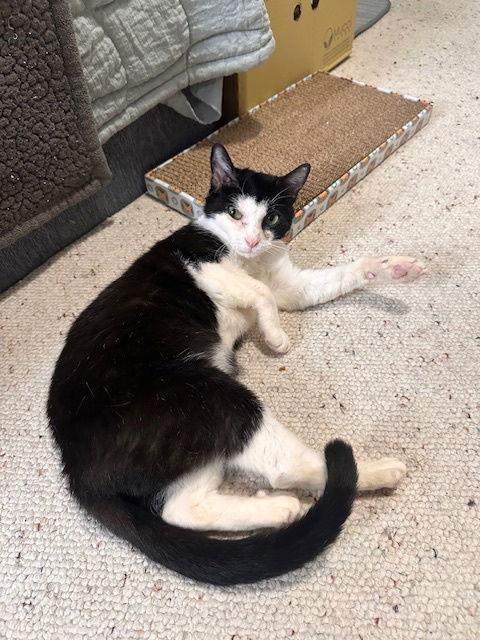 Enlarge Kiki, a Adoptable mixed breed in Rockville, MD image 2/3