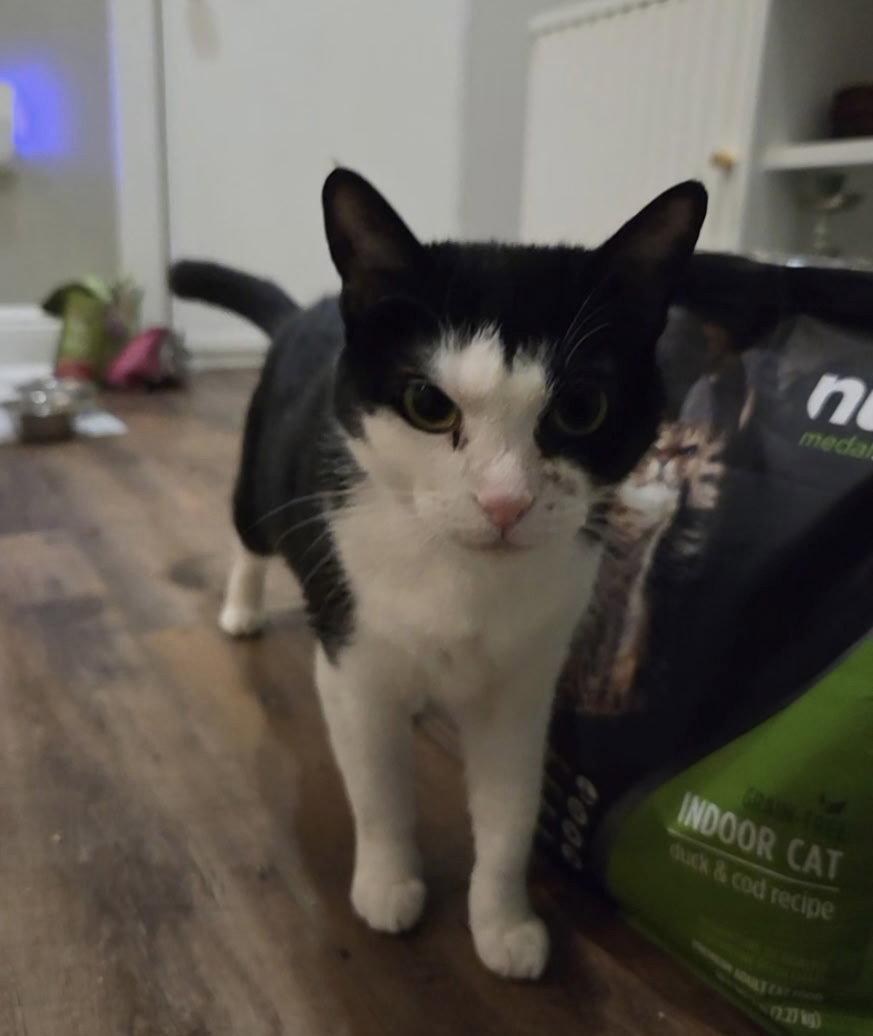 Kiki, Adoptable, Young Female Domestic Short Hair & Tuxedo.