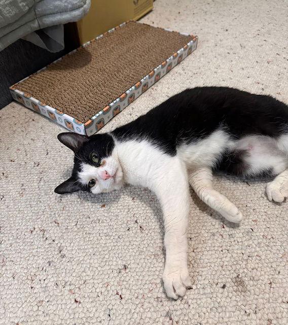 Enlarge Kiki, a Adoptable mixed breed in Rockville, MD image 3/3