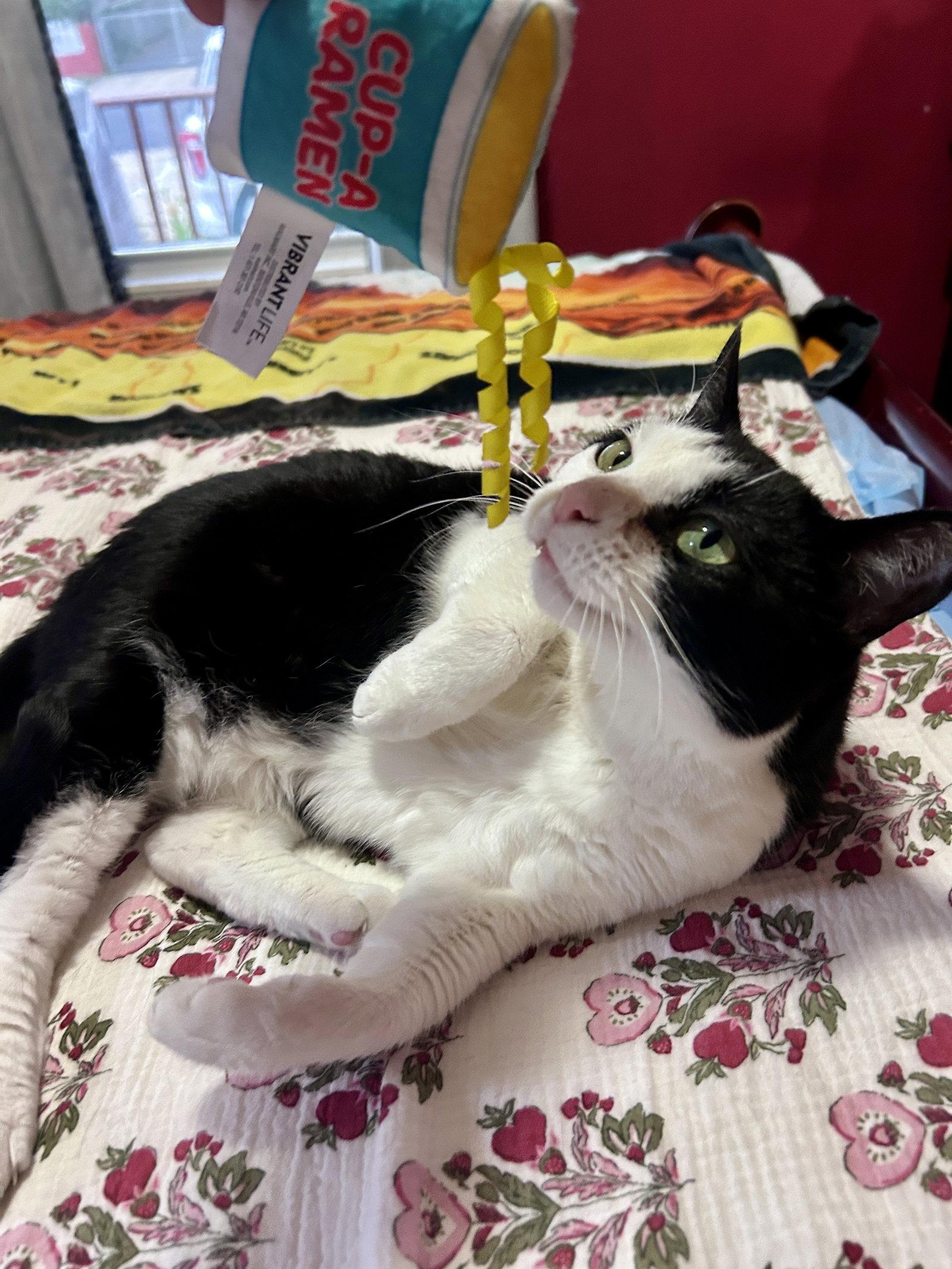 Keebler (Kiki), a Adoptable mixed breed in Rockville, MD image 2/3