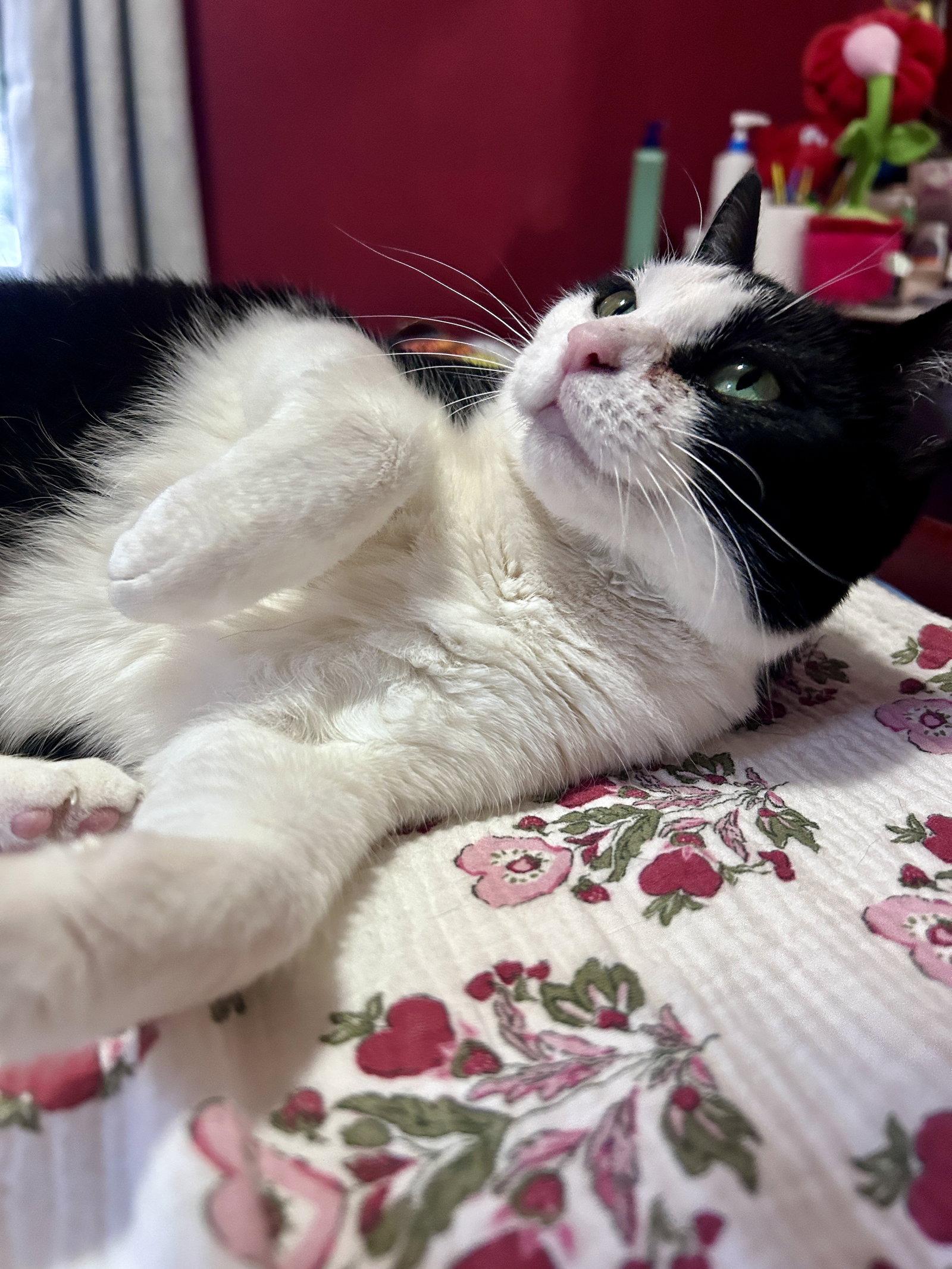 Keebler (Kiki), a Adoptable mixed breed in Rockville, MD image 3/3