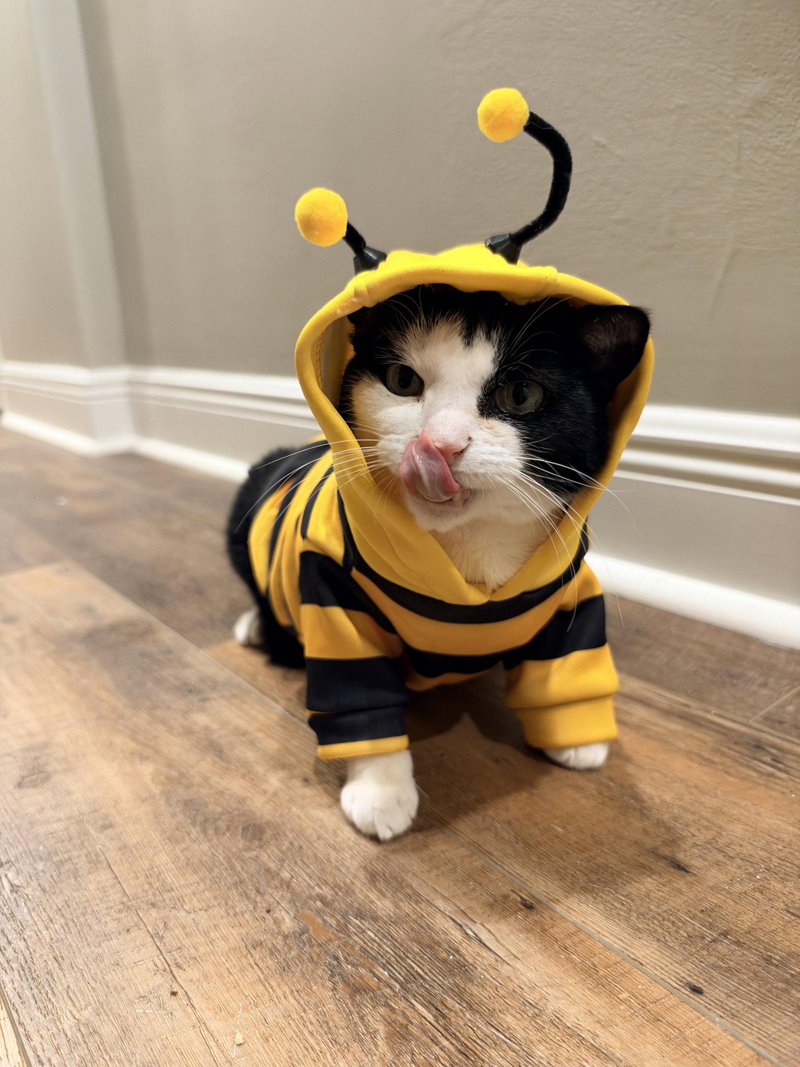 Enlarge Keebler (Kiki), a Adoptable mixed breed in Rockville, MD image 3/3