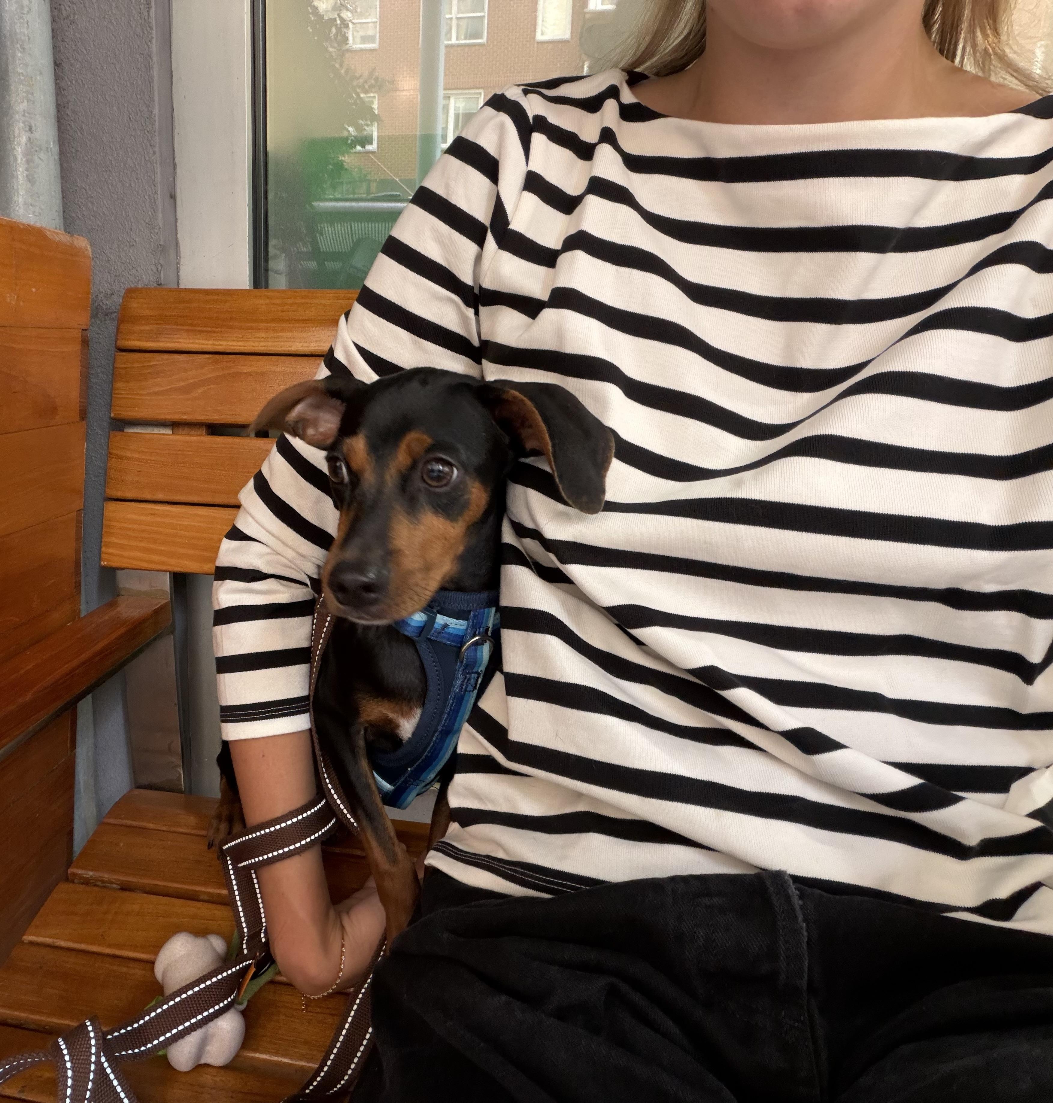 Enlarge Brandy, a Adopted mixed breed in New York, NY image 6/6