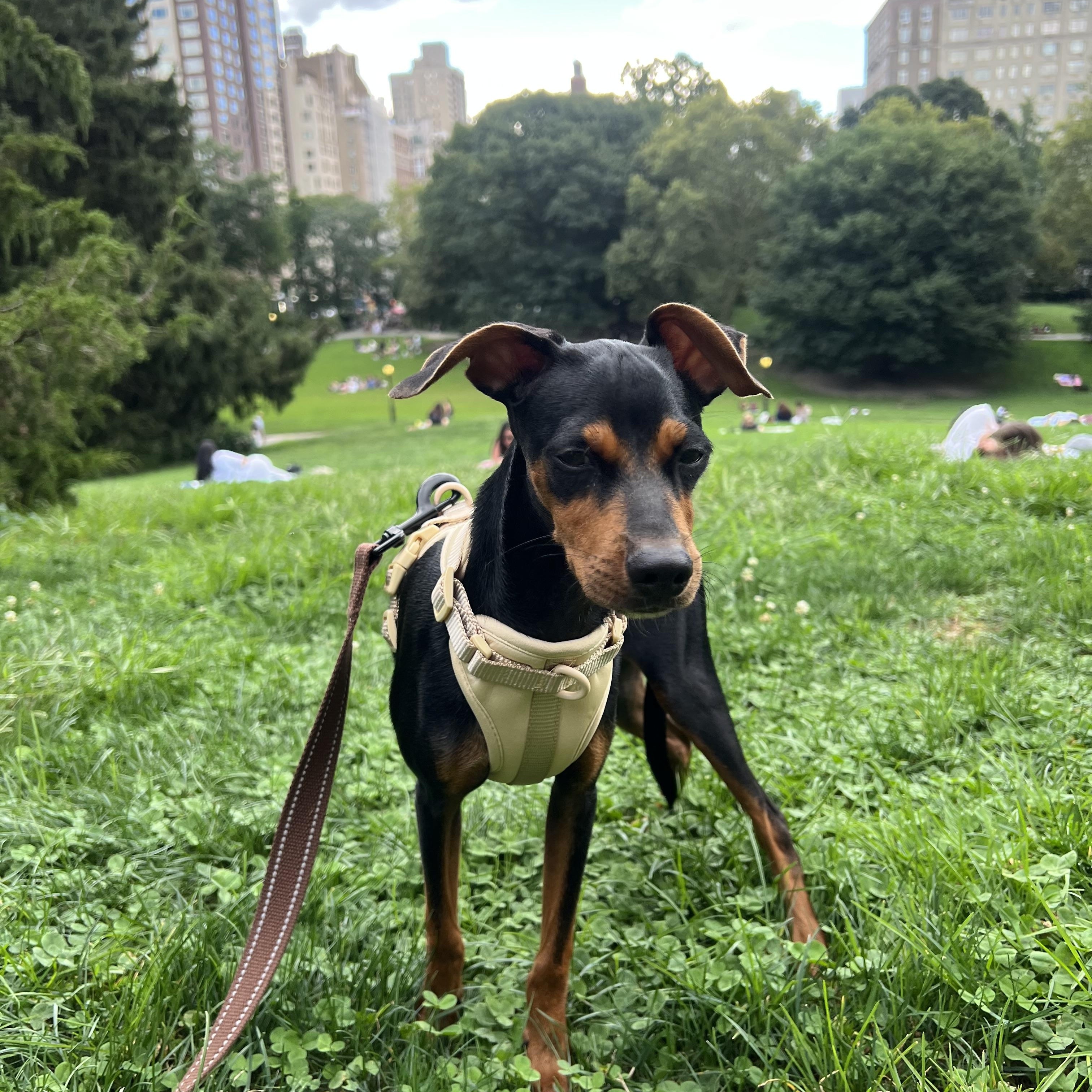 Brandy, Adopted, Puppy Male Miniature Pinscher & Chihuahua.