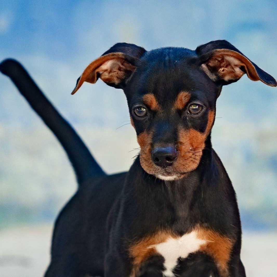 Brandy, ADOPTABLE, Puppy Male Chihuahua & Miniature Pinscher.