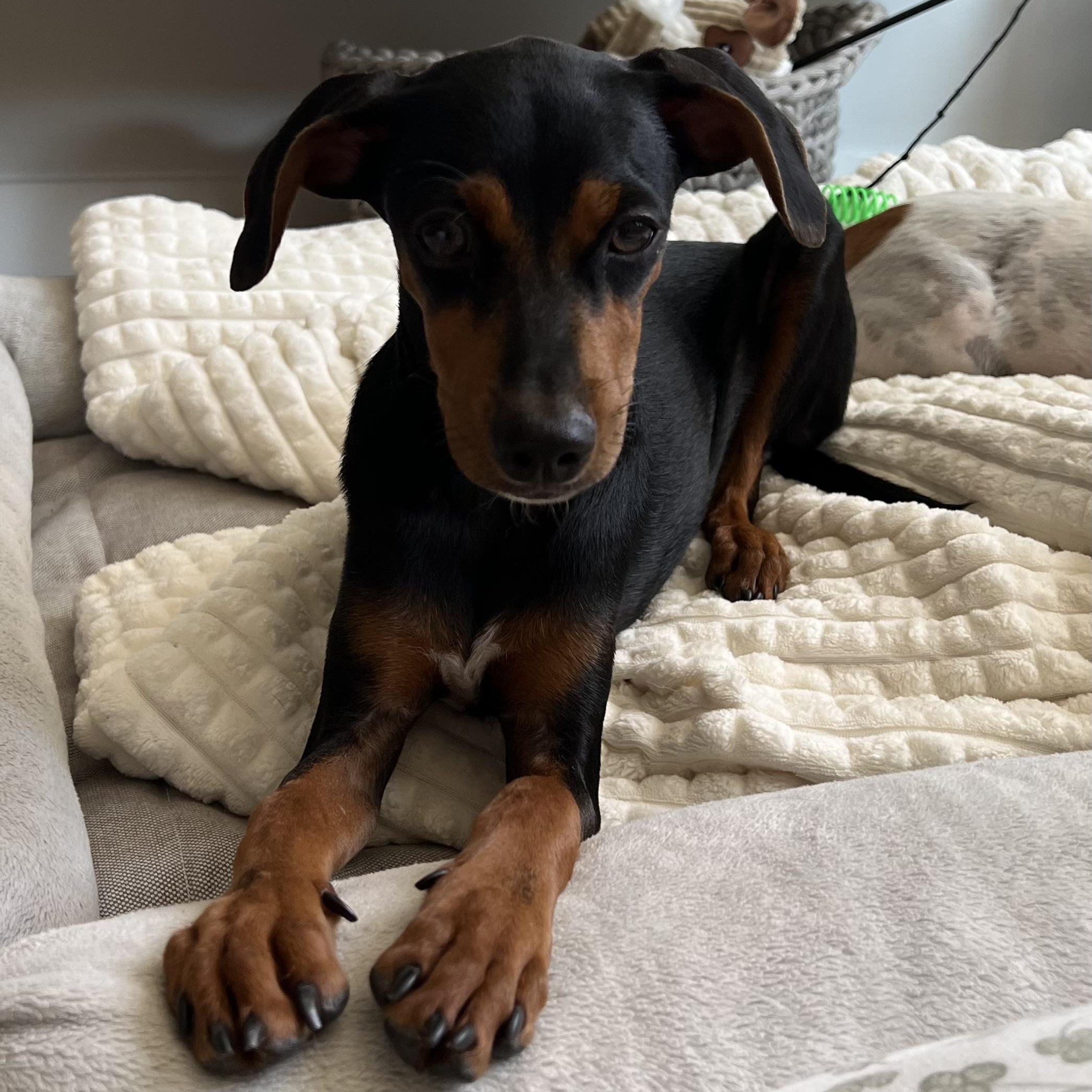 Enlarge Brandy, a Adopted mixed breed in New York, NY image 2/6