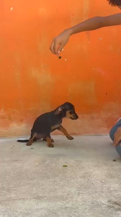 Enlarge Brandy, a ADOPTABLE mixed breed in New York, NY video 2/6