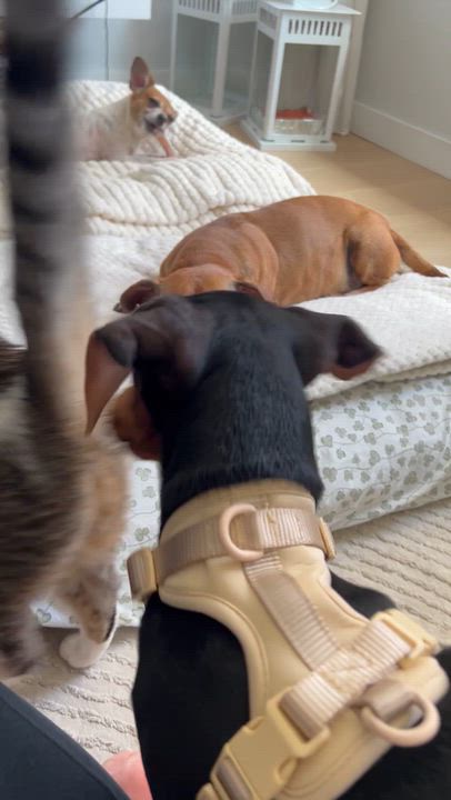 Enlarge Brandy, a Adopted mixed breed in New York, NY video 5/6