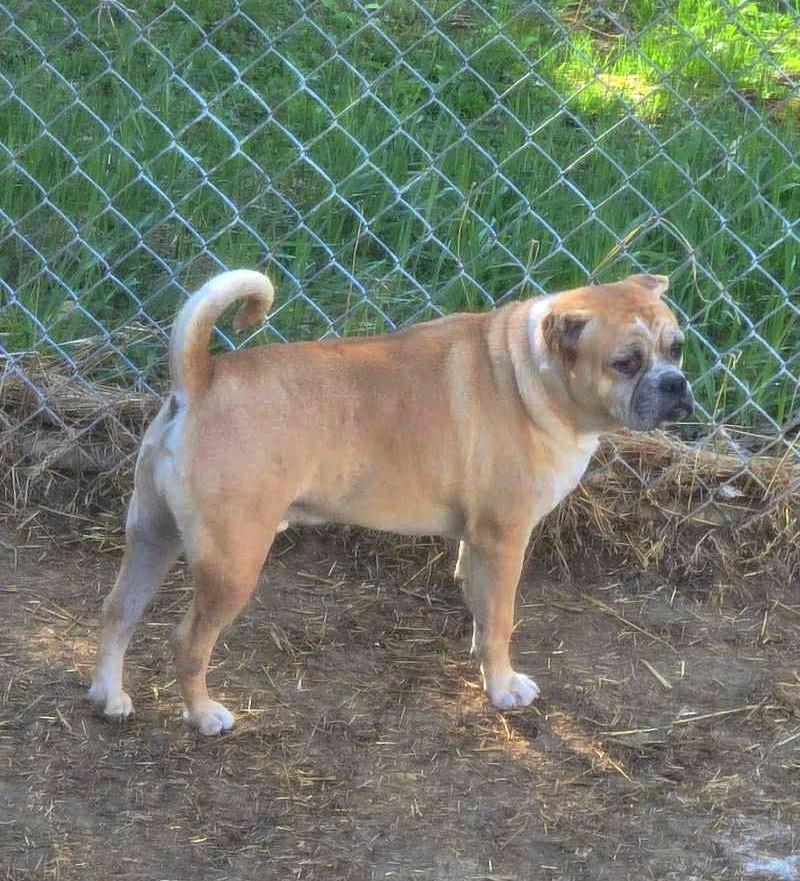 Mackey, a Adoptable Bulldog in Bancroft, ON image 1/4