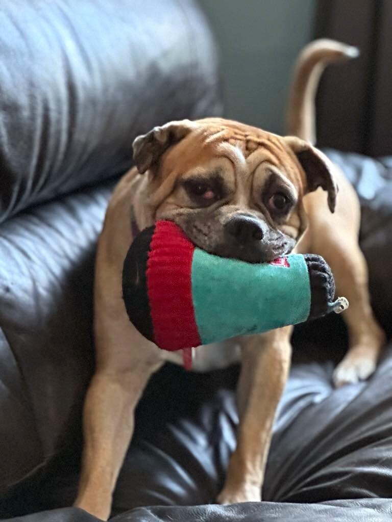 Mackey, Adoptable, Adult Male Bulldog.