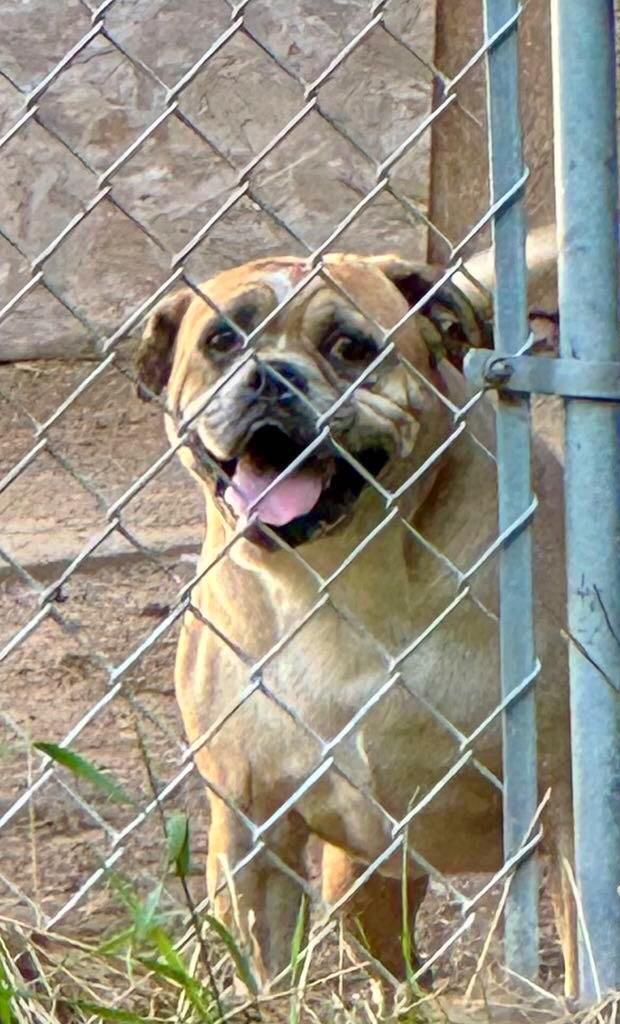 Mackey, a Adoptable Bulldog in Bancroft, ON image 3/4