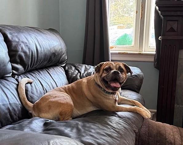 Mackey, a Adoptable Bulldog in Bancroft, ON image 4/4