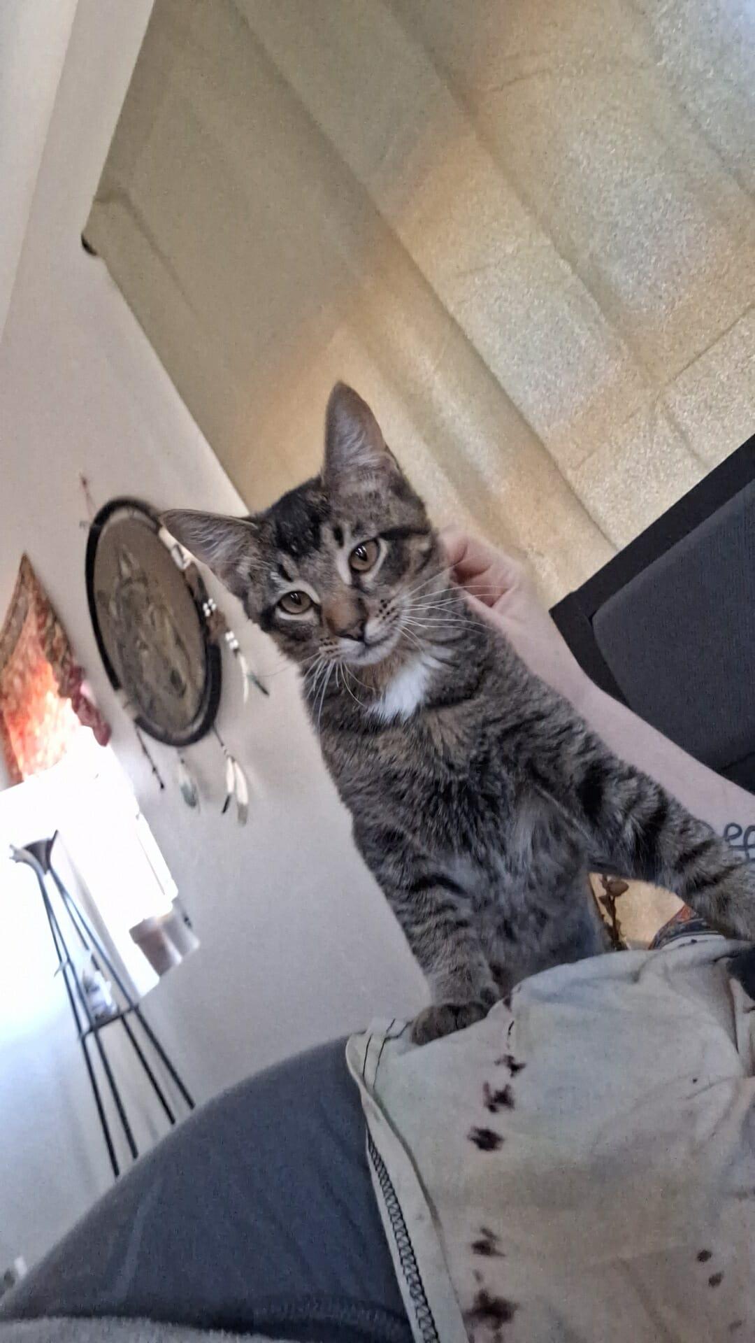 Enlarge Gollum, a Adoptable mixed breed in Norman, OK image 1/5