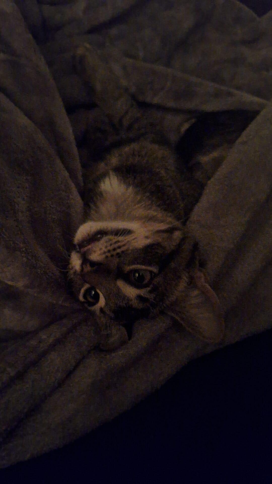 Enlarge Gollum, a Adoptable mixed breed in Norman, OK image 4/5