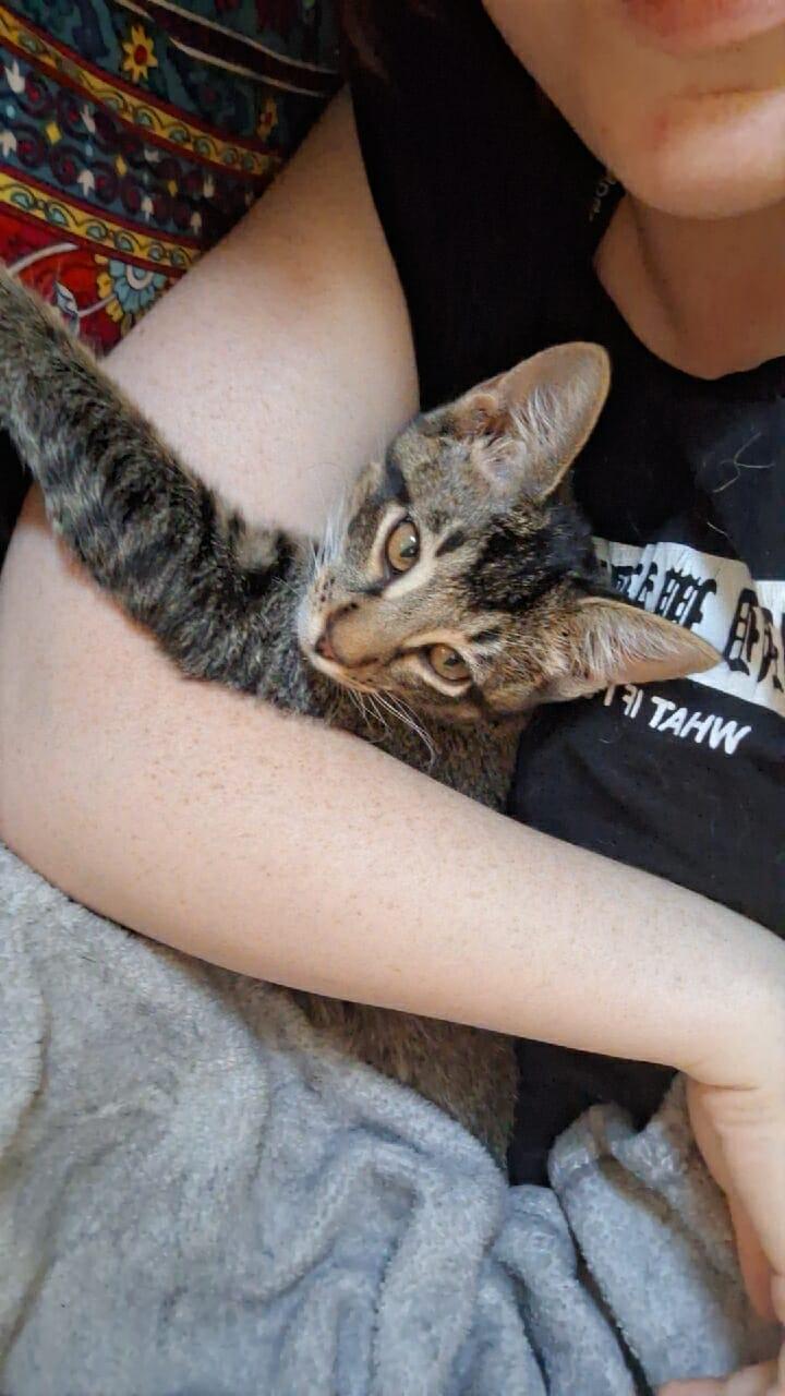 Enlarge Gollum, a Adoptable mixed breed in Norman, OK image 3/5