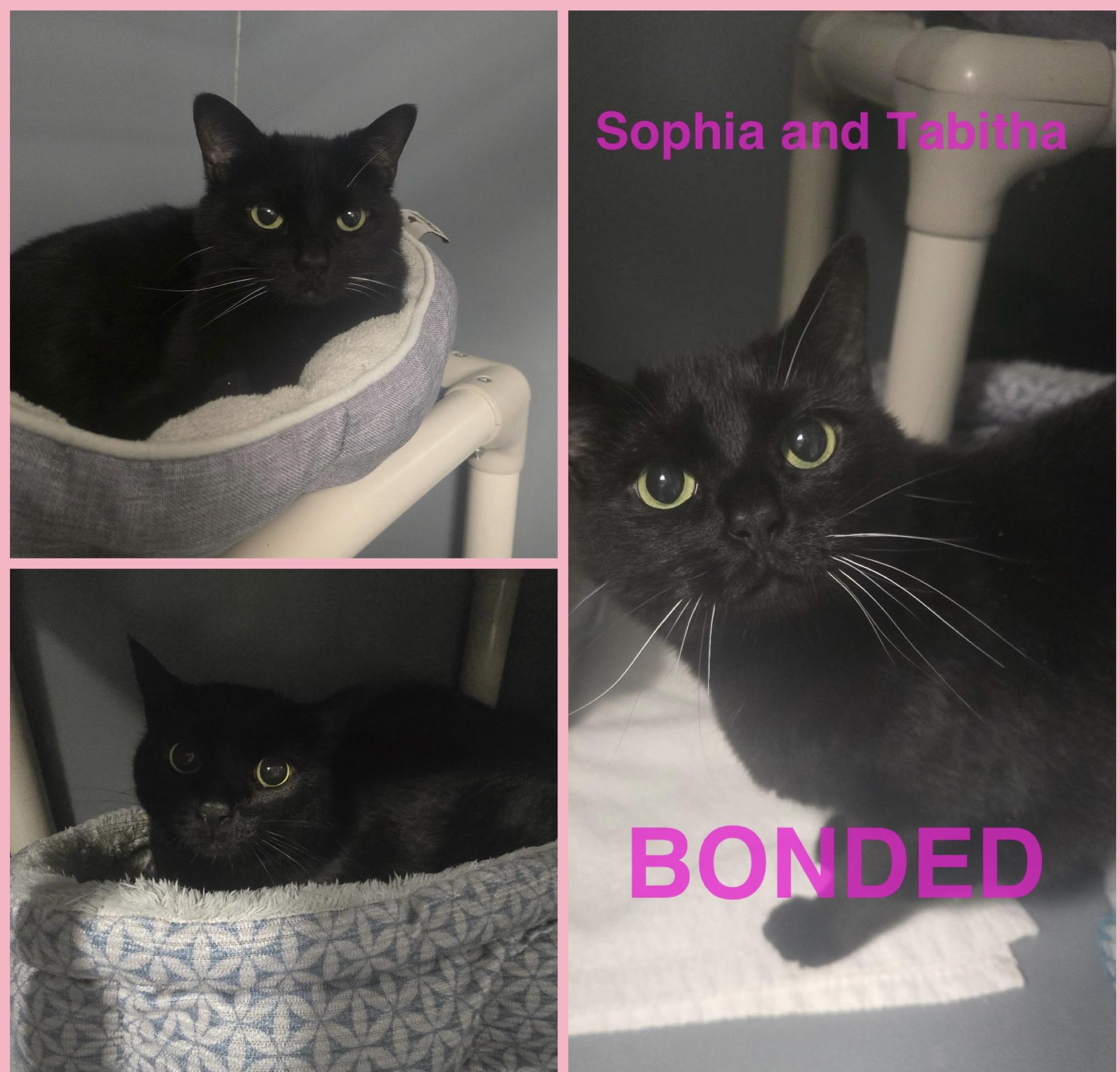 Tabitha And Sophia thumbnail 6