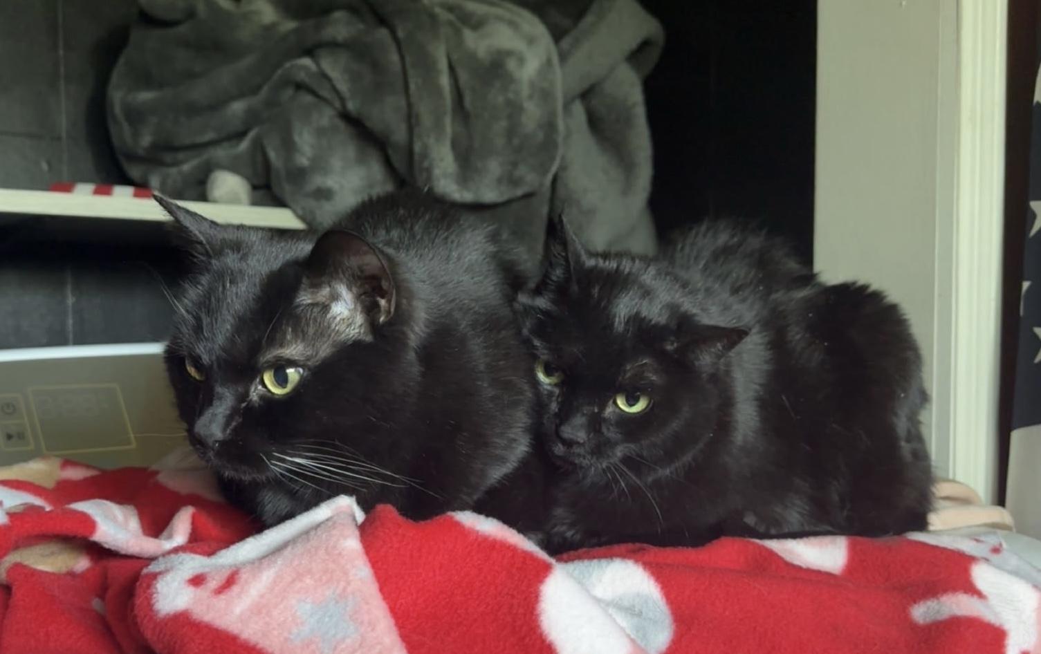 Tabitha And Sophia thumbnail 5