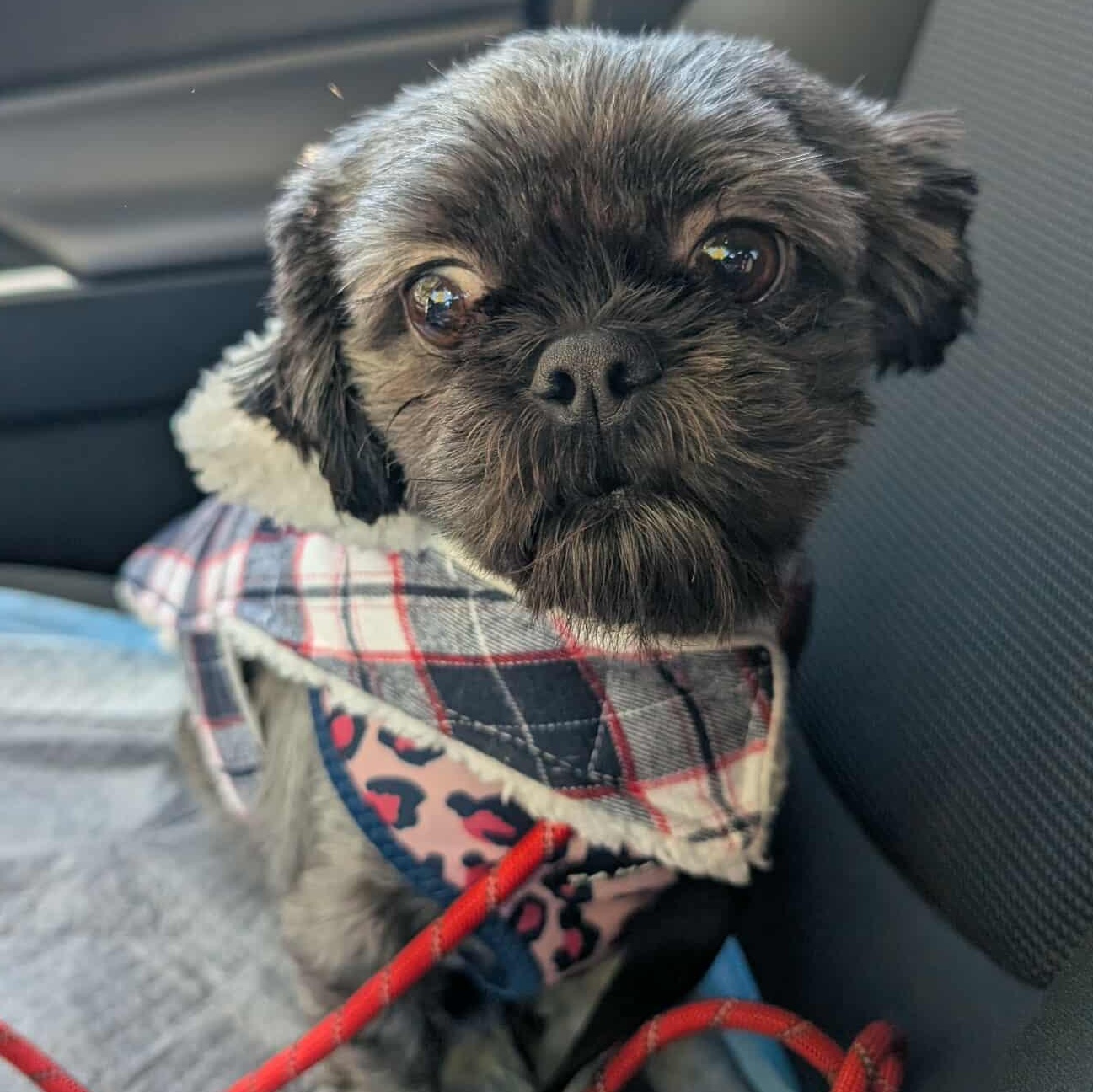 Babette, a Adoptable Shih Tzu in Rochester, NY image 6/6
