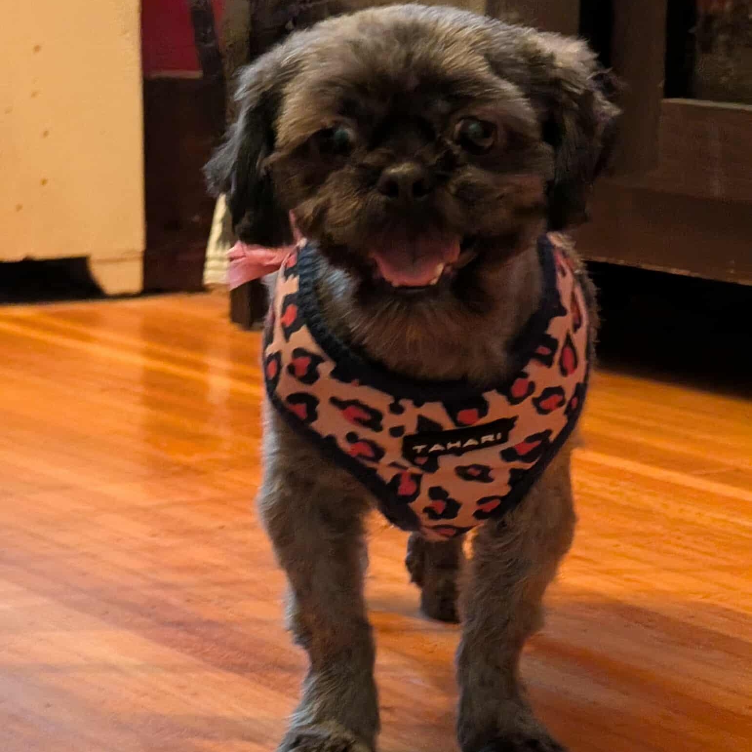 Babette, a Adoptable Shih Tzu in Rochester, NY image 2/6