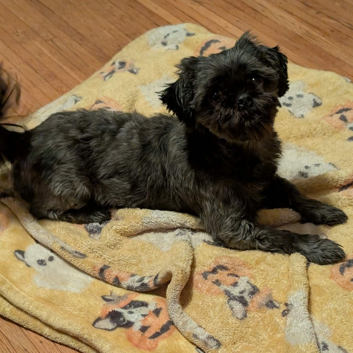 Babette, a Adoptable Shih Tzu in Rochester, NY image 4/6