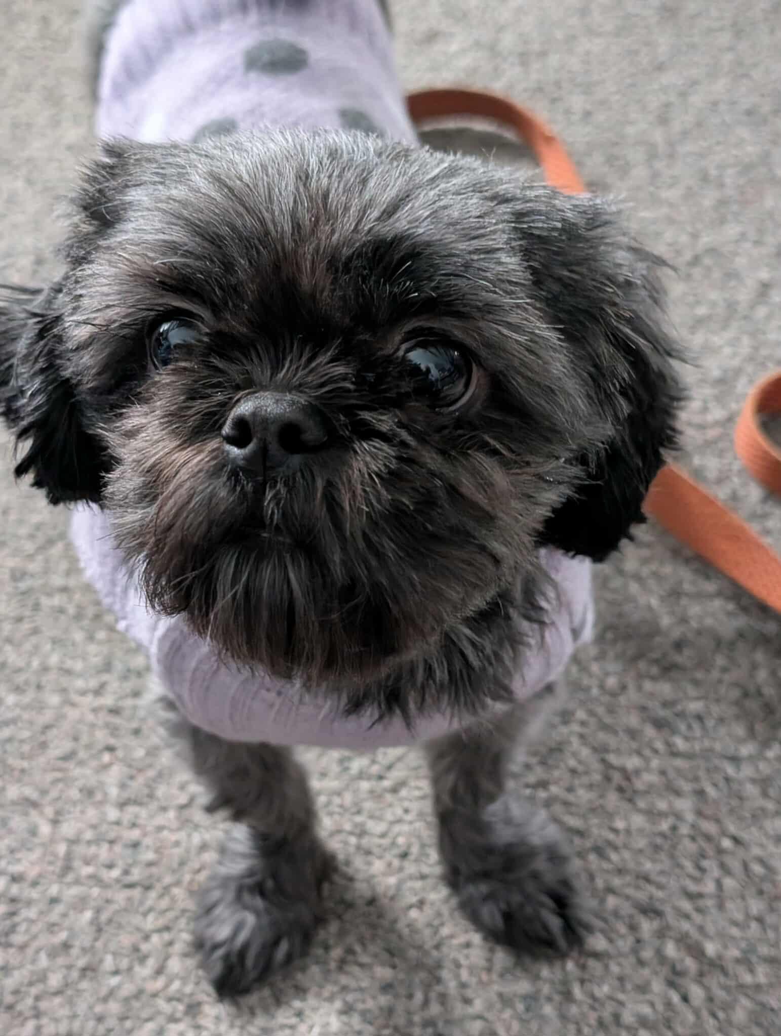 Babette, a Adoptable Shih Tzu in Rochester, NY image 3/6