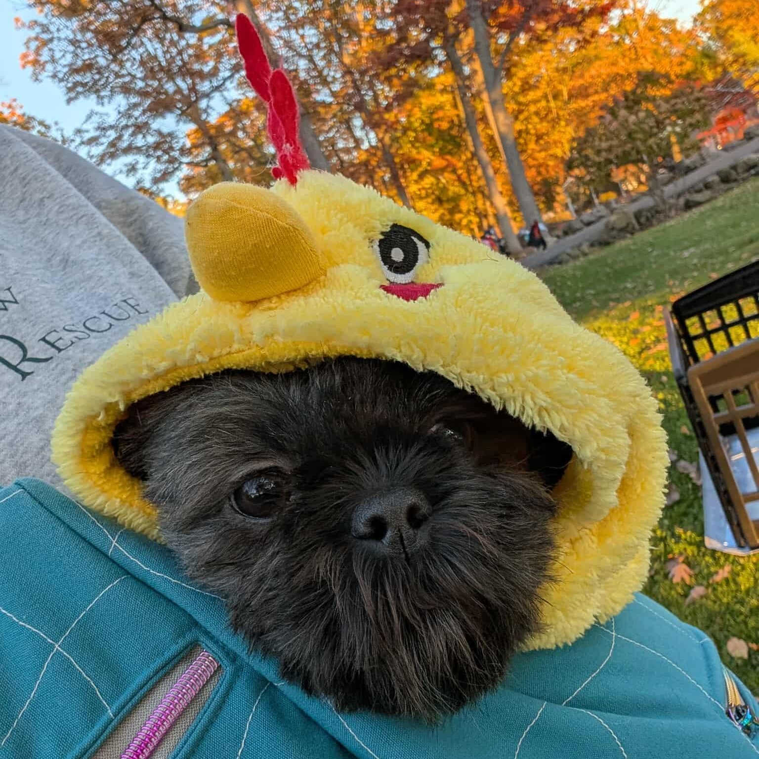 Babette, a Adoptable Shih Tzu in Rochester, NY image 5/6