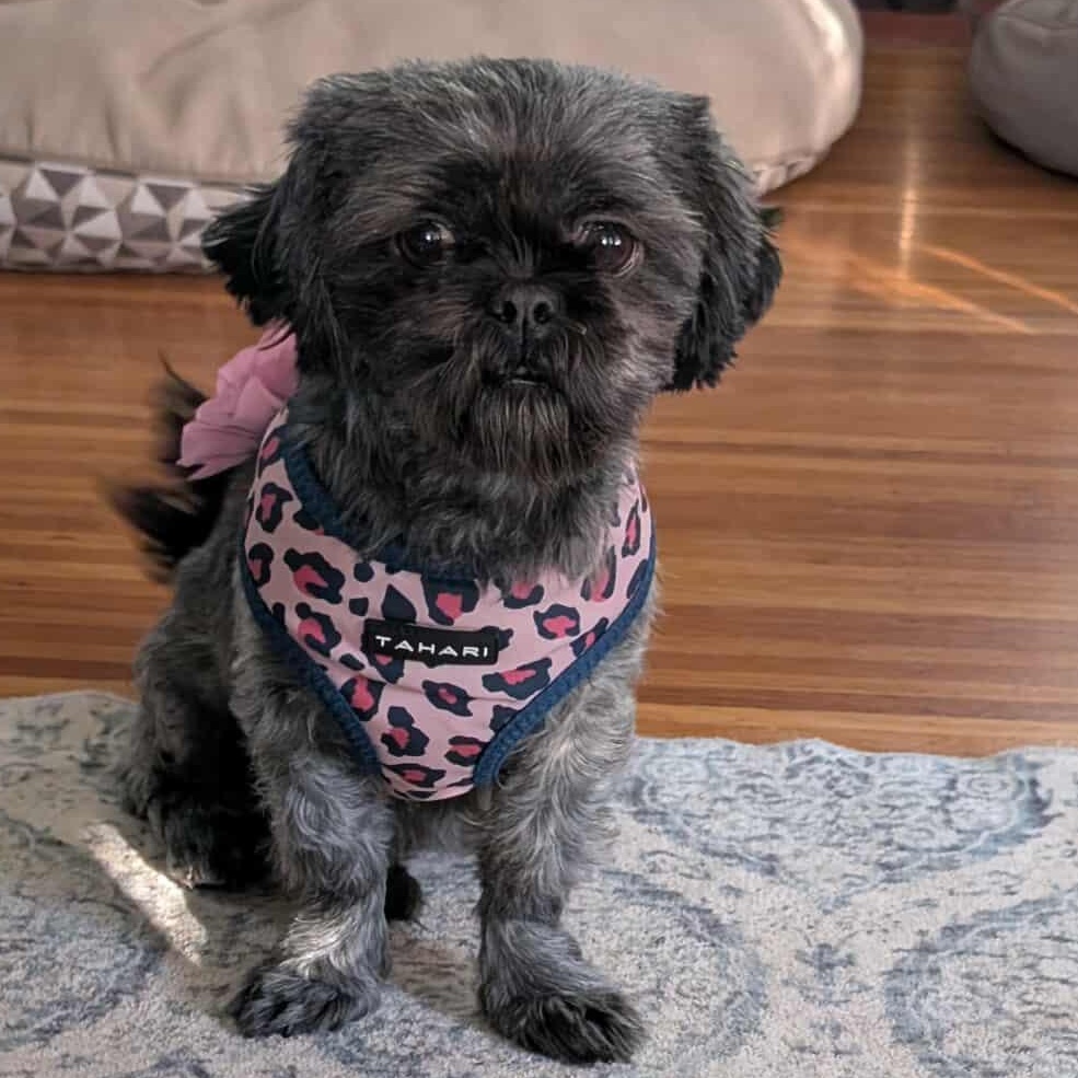 Babette, a Adoptable Shih Tzu in Rochester, NY image 1/6