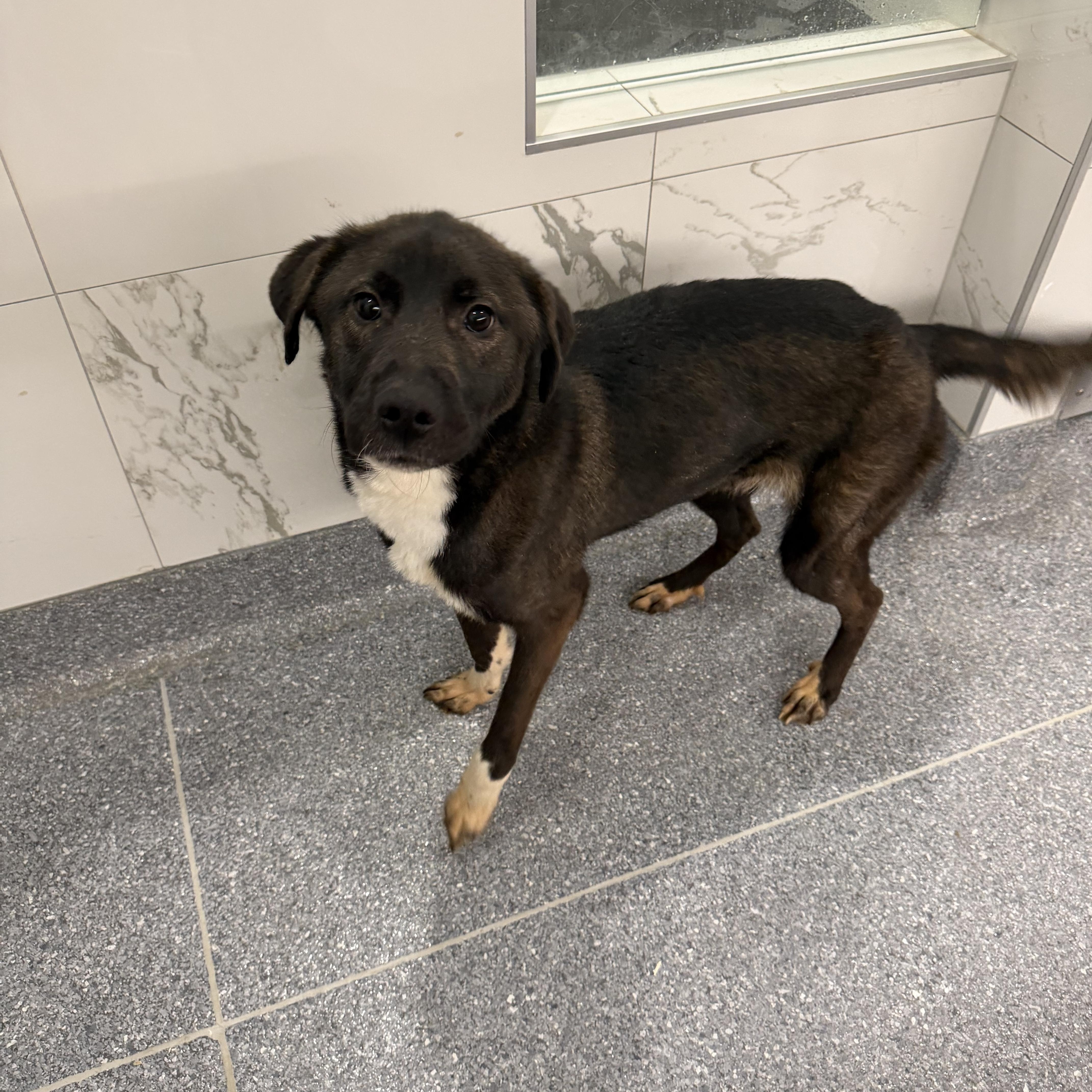 Val, an adopted Mixed Breed in Albemarle, NC image 3/4