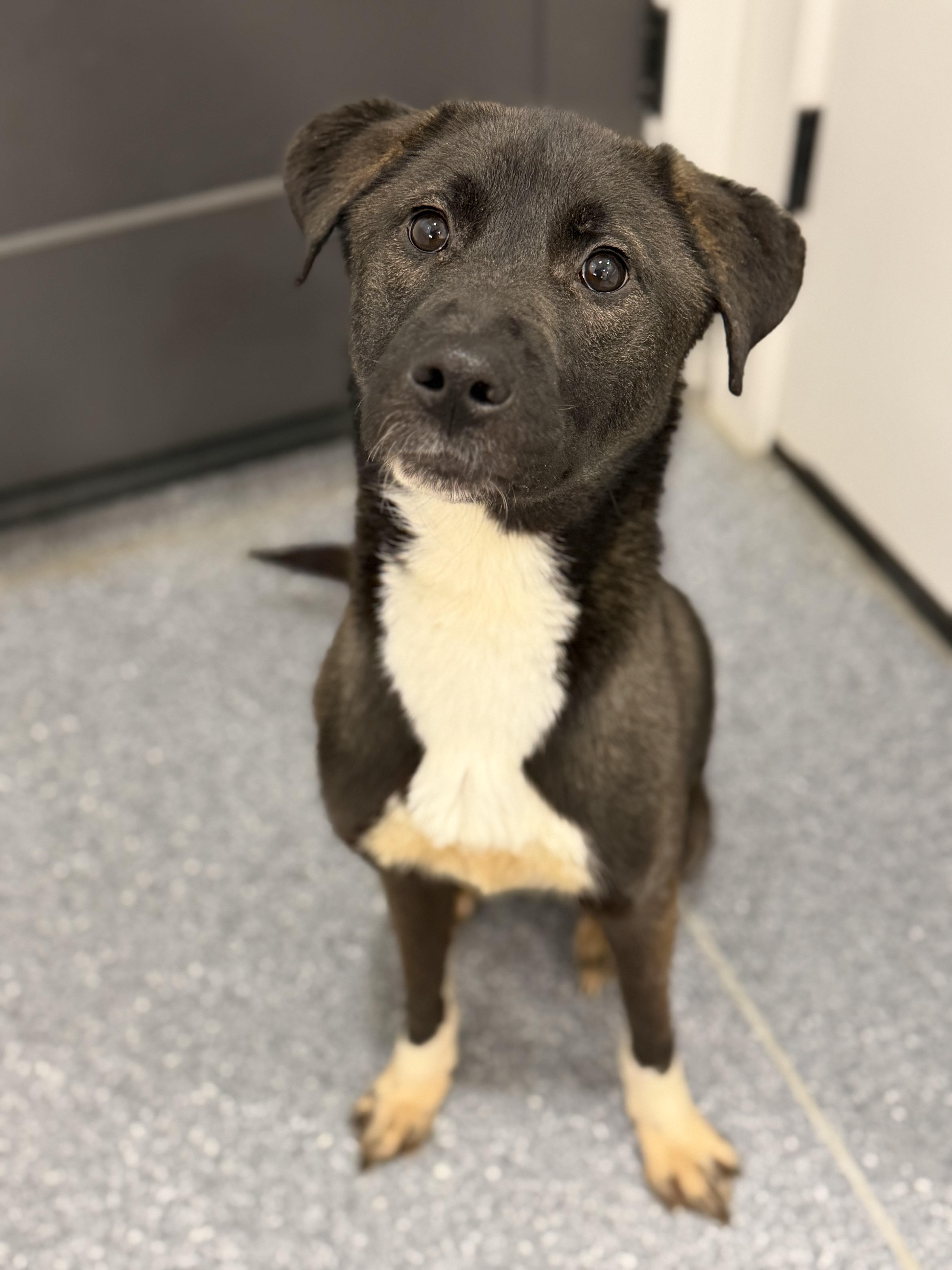 Val, an adopted Mixed Breed in Albemarle, NC image 1/4