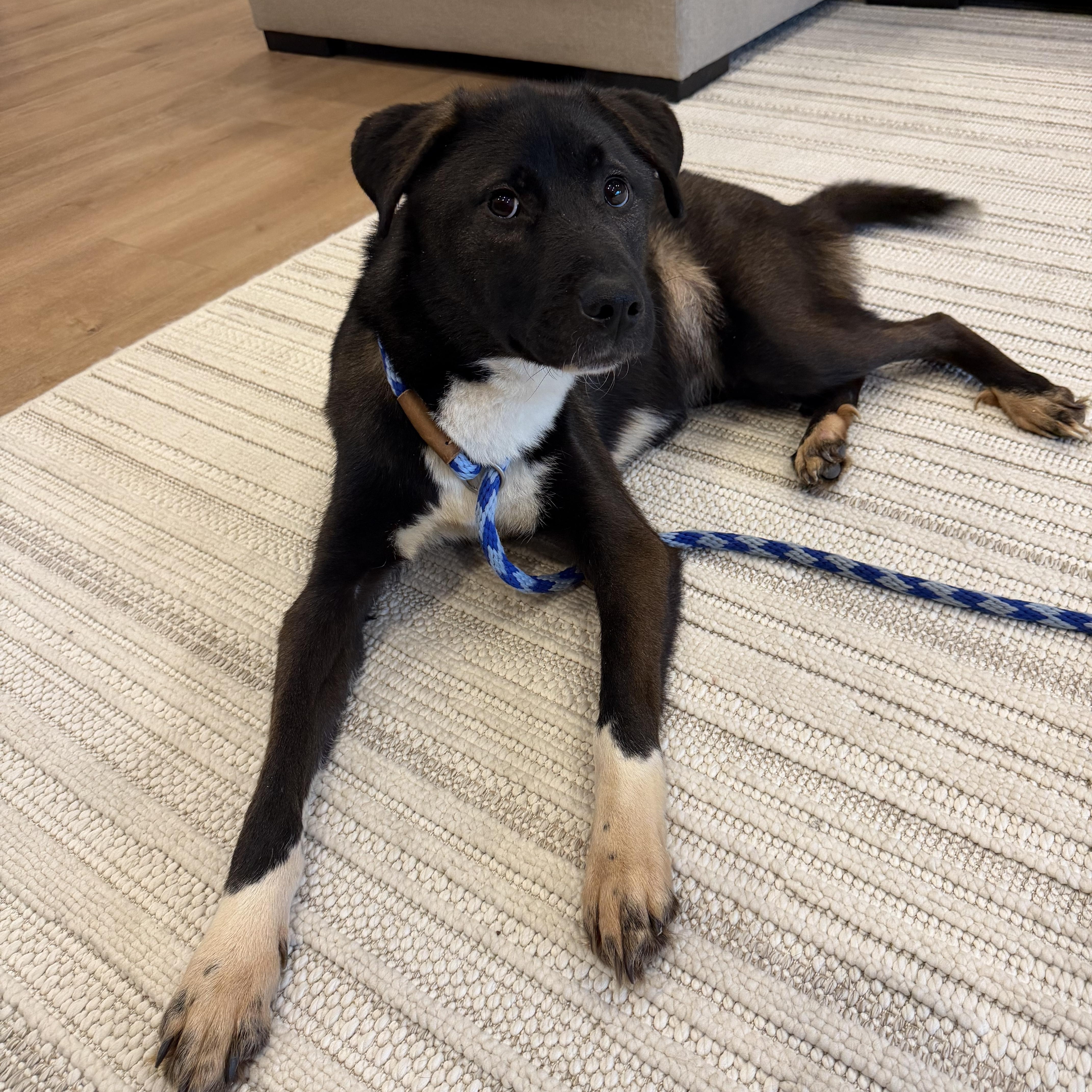 Val, an adopted Mixed Breed in Albemarle, NC image 2/4