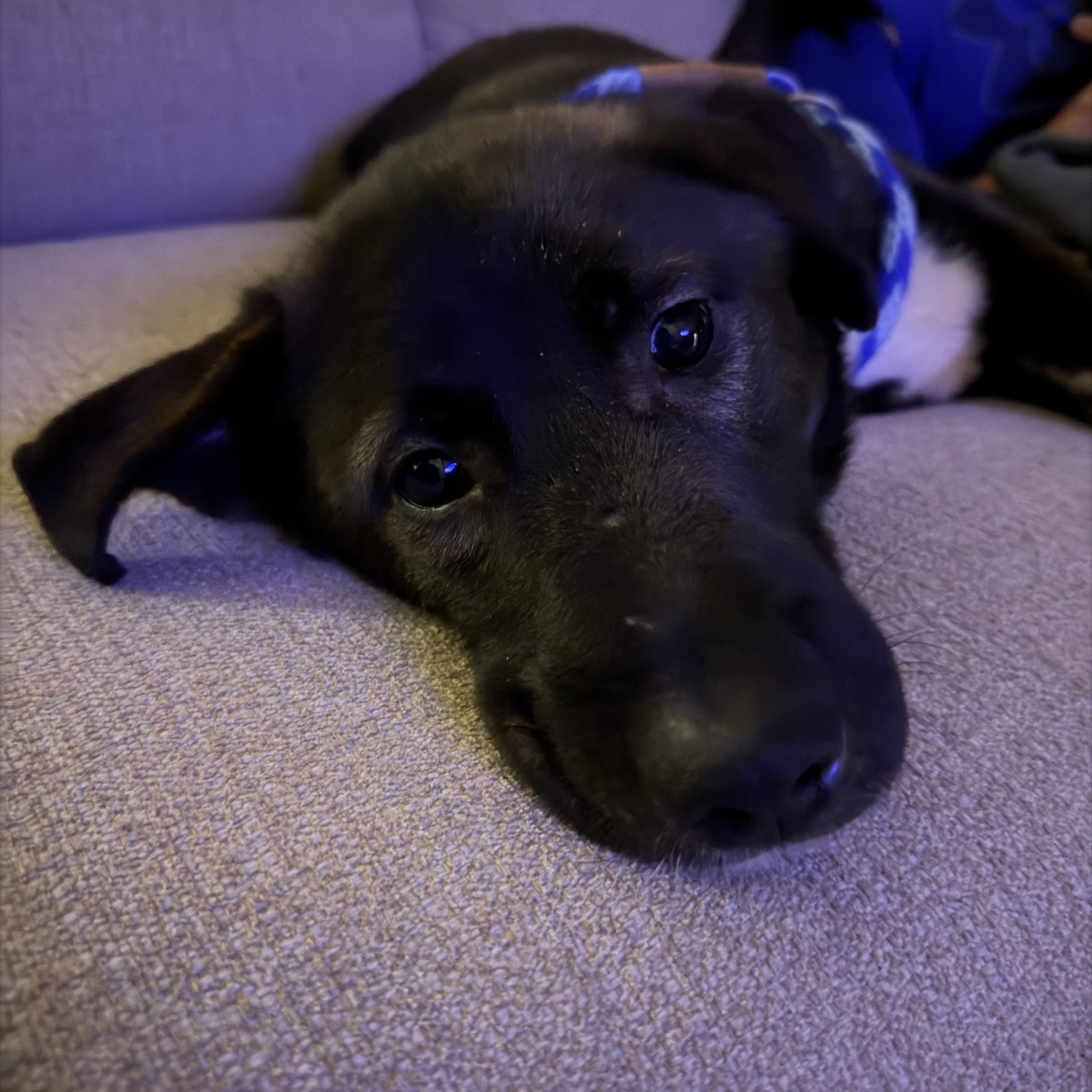 Val, an adopted Mixed Breed in Albemarle, NC image 4/4