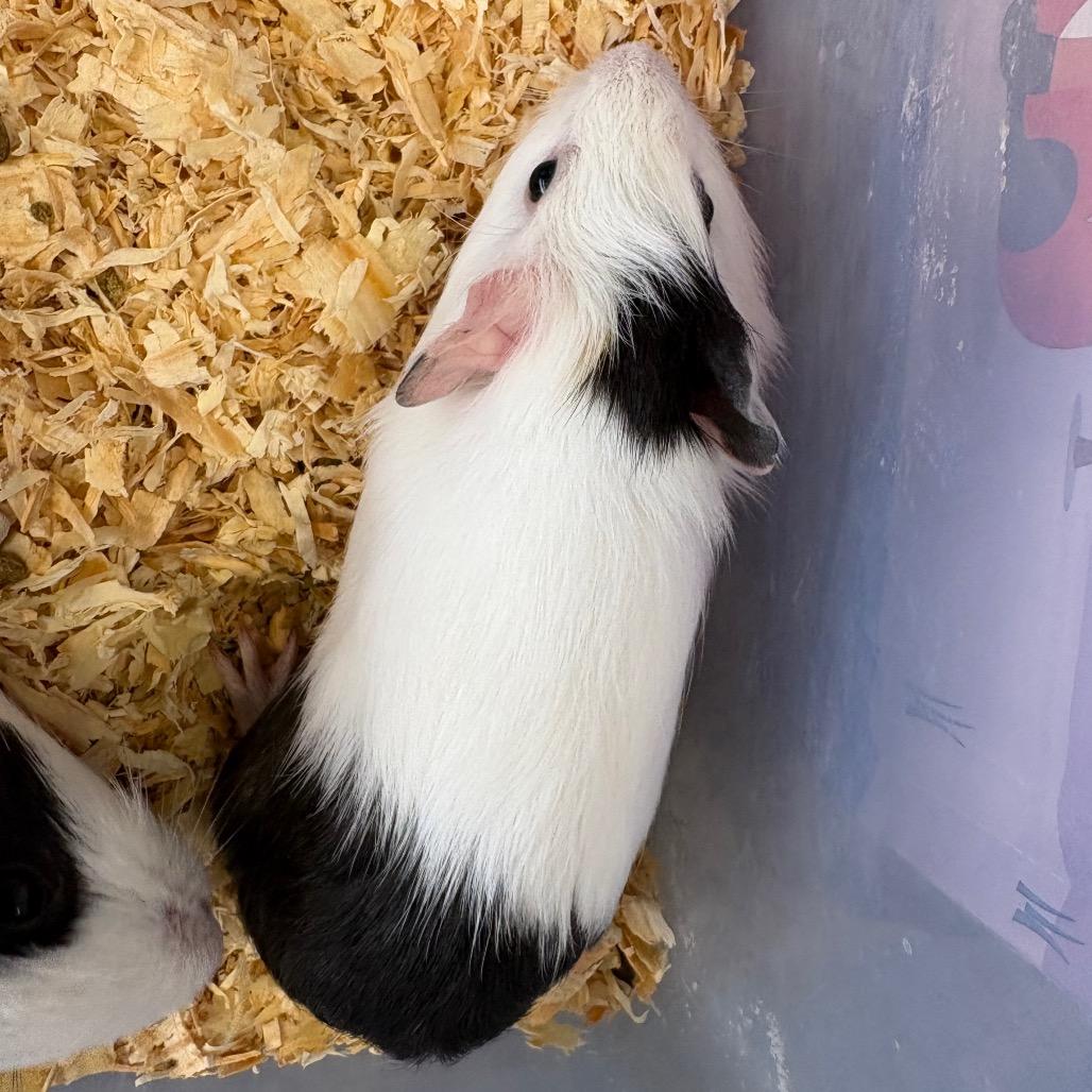 Enlarge Virginia Bluebell, a Adoptable Guinea Pig in DeKalb, IL image 1/1