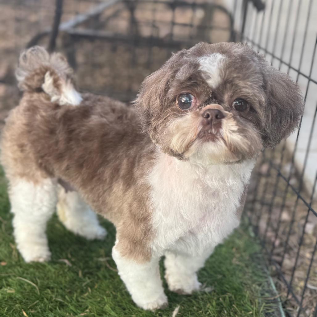 Enlarge Tina, a Adoptable Shih Tzu in Phoenix, AZ image 1/6