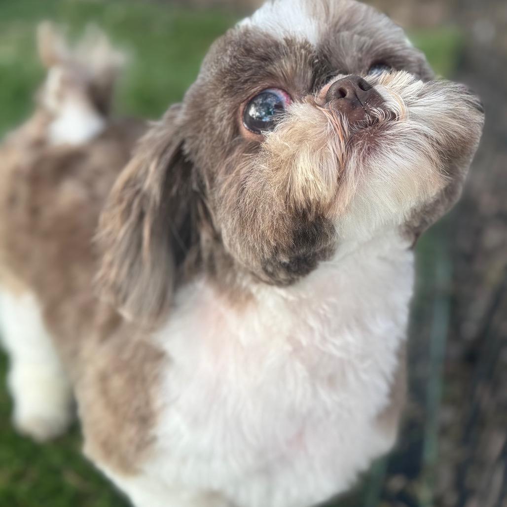 Enlarge Tina, a Adoptable Shih Tzu in Phoenix, AZ image 2/6