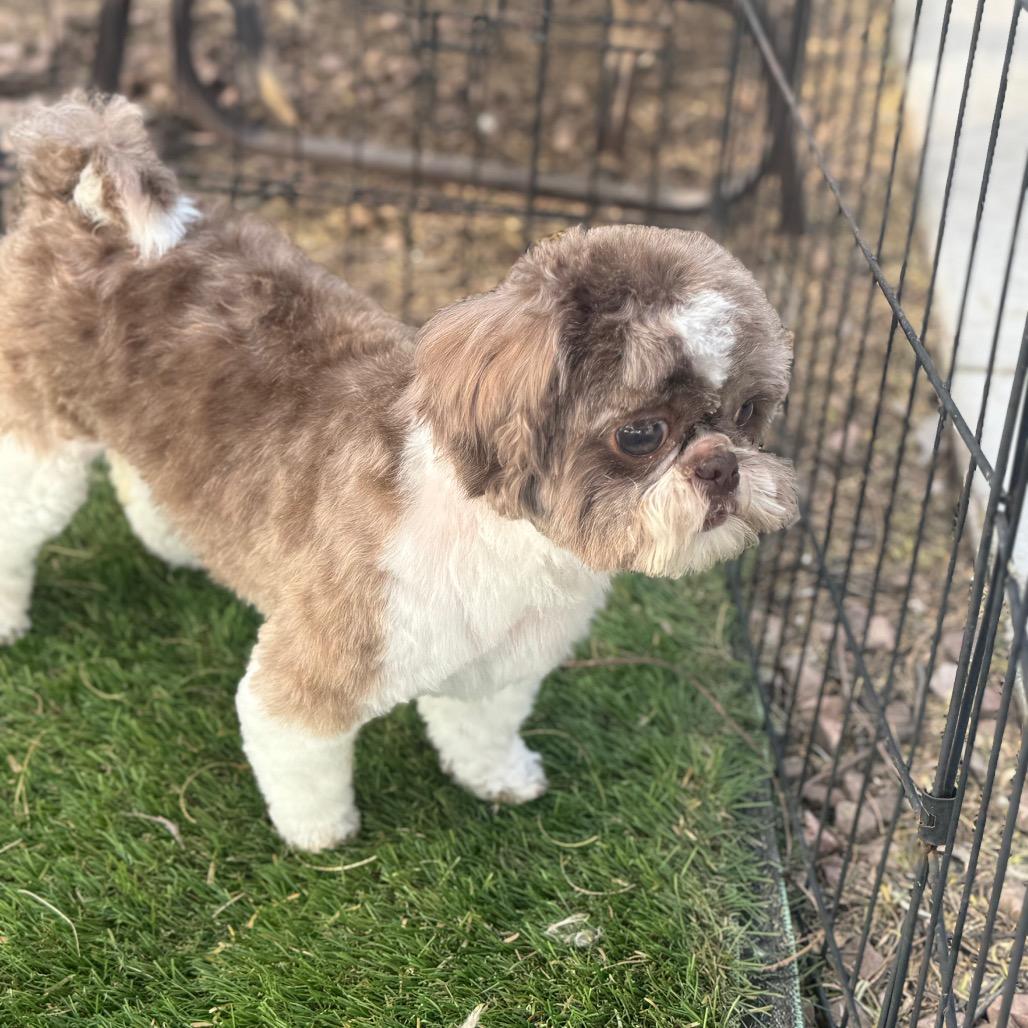 Enlarge Tina, a Adoptable Shih Tzu in Phoenix, AZ image 3/6