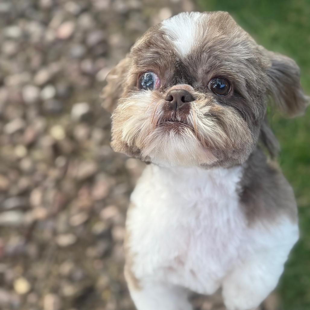 Enlarge Tina, a Adoptable Shih Tzu in Phoenix, AZ image 4/6