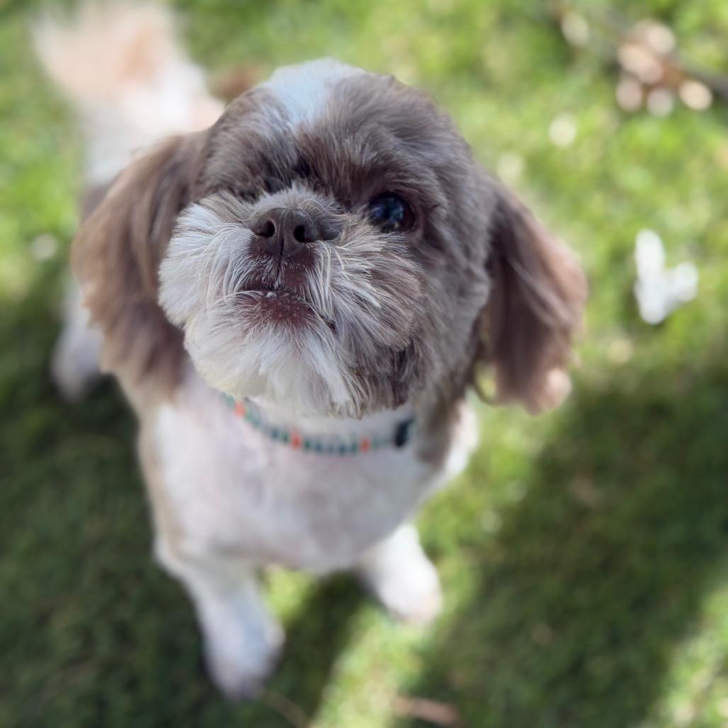 Enlarge Tina, a Adoptable Shih Tzu in Phoenix, AZ image 5/6