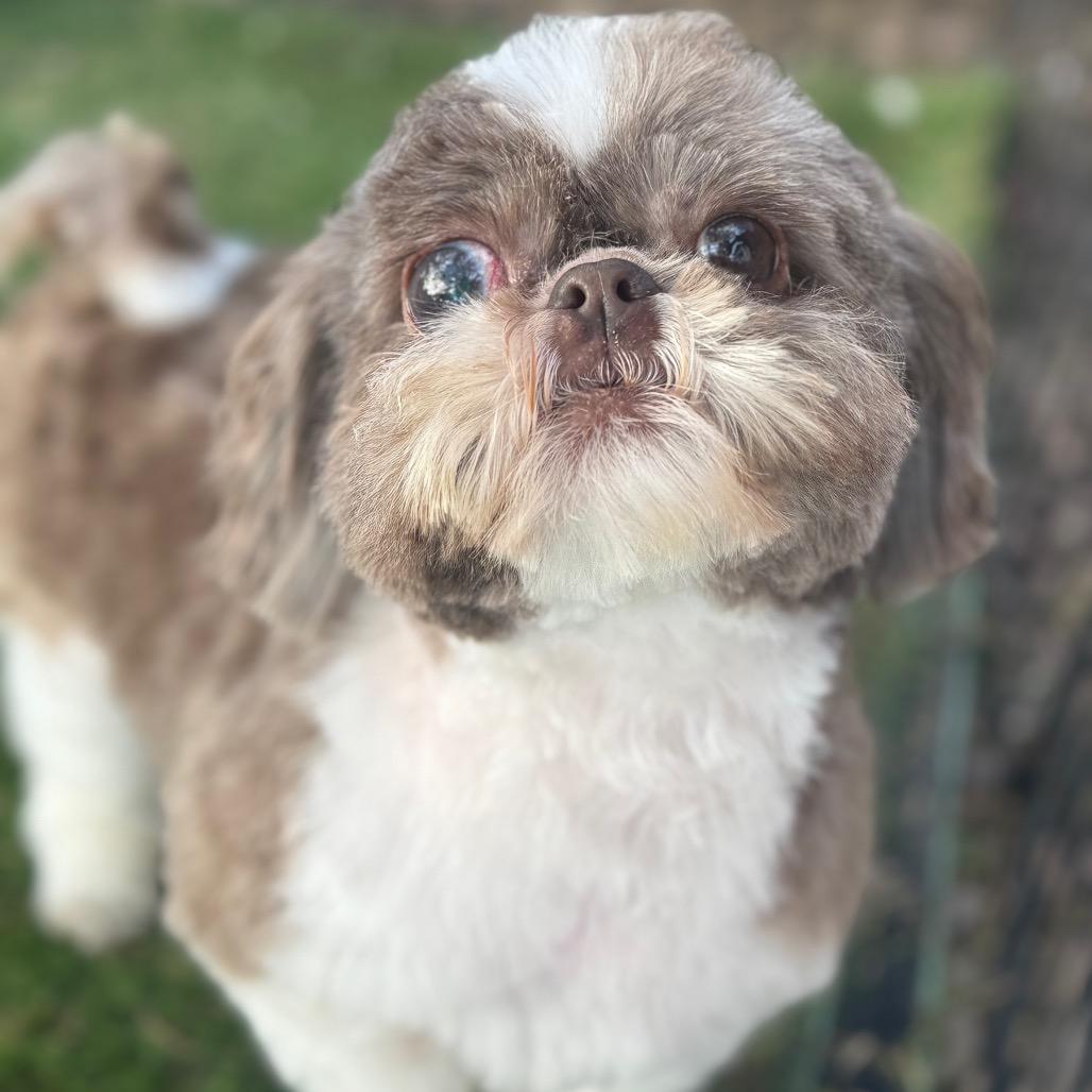 Enlarge Tina, a Adoptable Shih Tzu in Phoenix, AZ image 6/6