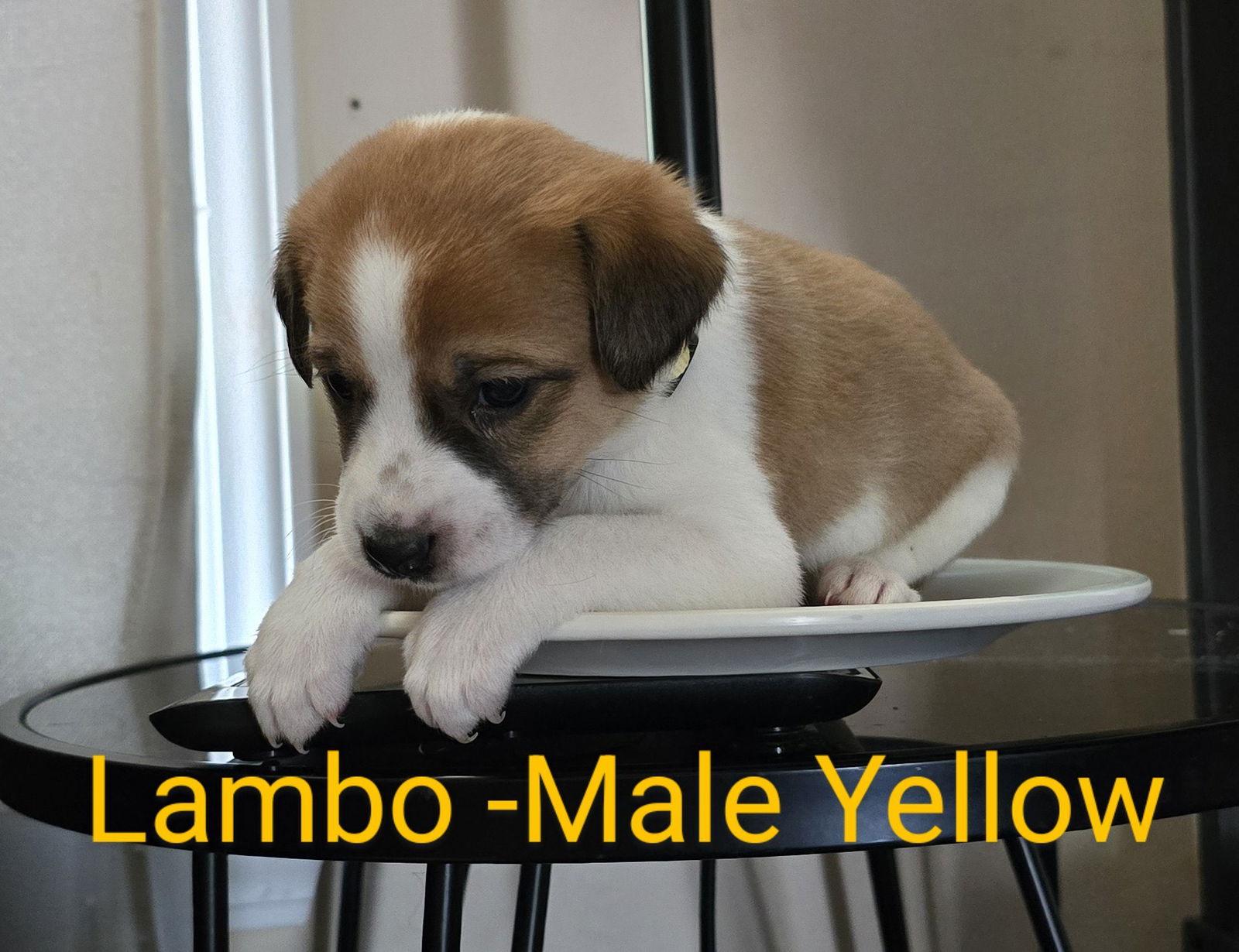 Lambo, a Adoptable Terrier in Ball Ground, GA image 1/2