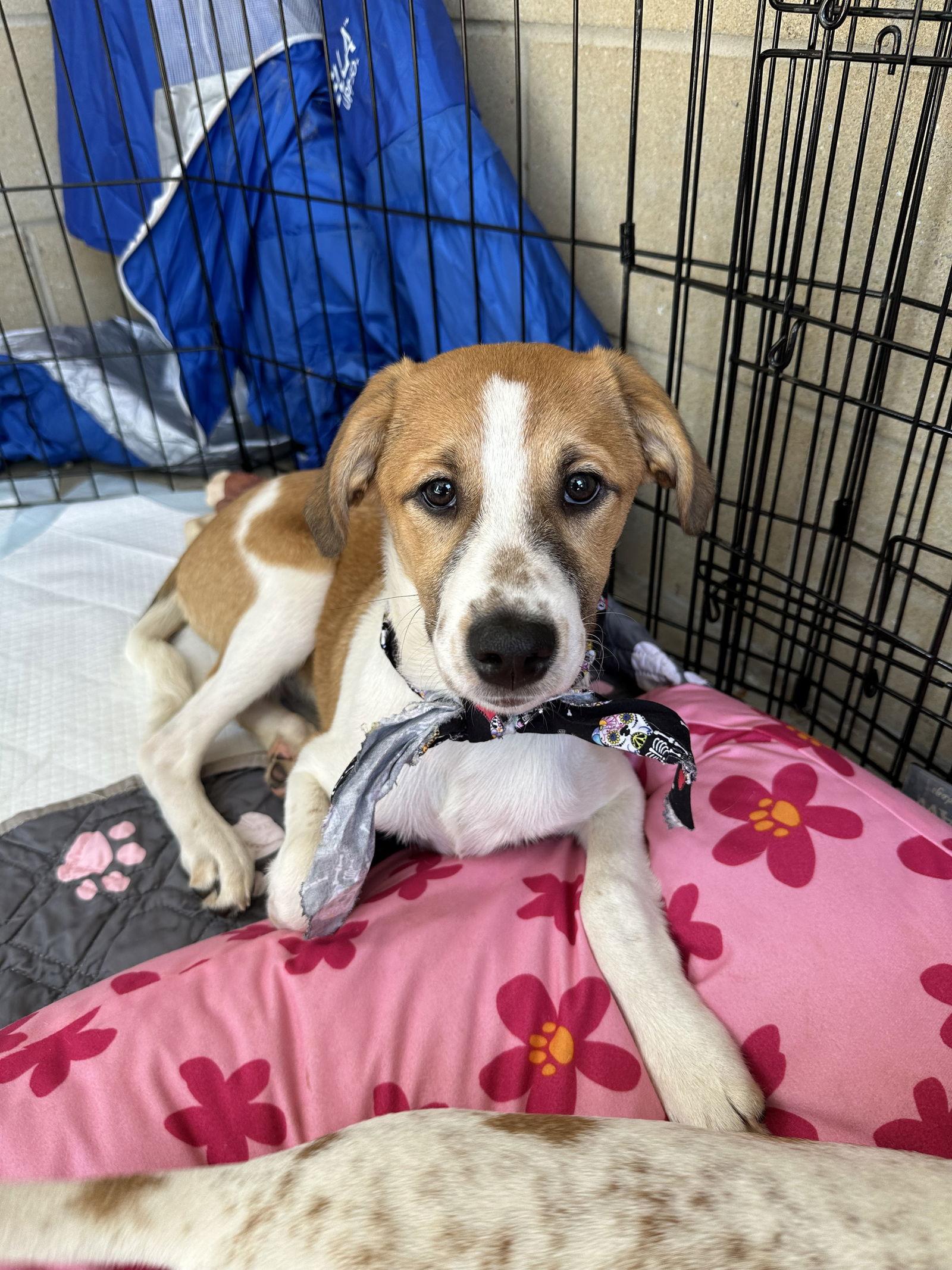 Lambo, a Adoptable Terrier in Ball Ground, GA image 2/2