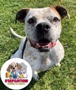 Lucy, Adoptable, Adult Female Boxer & Mastiff.