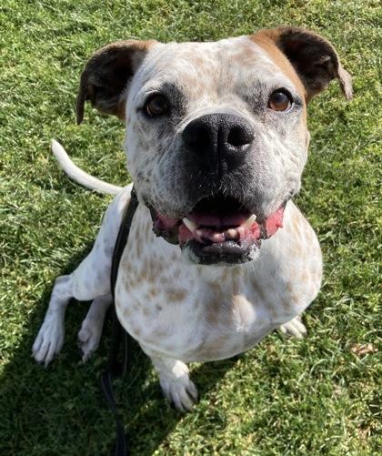 Lucy, Adoptable, Adult Female Boxer & Mastiff.