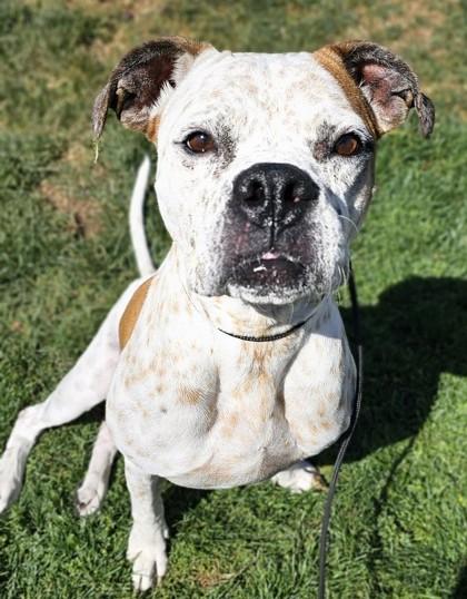 Enlarge Lucy, a Adoptable mixed breed in Phoenix, AZ image 2/3