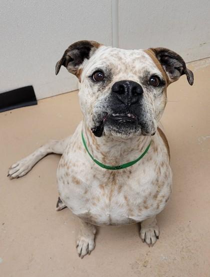 Enlarge Lucy, a Adoptable mixed breed in Phoenix, AZ image 3/3