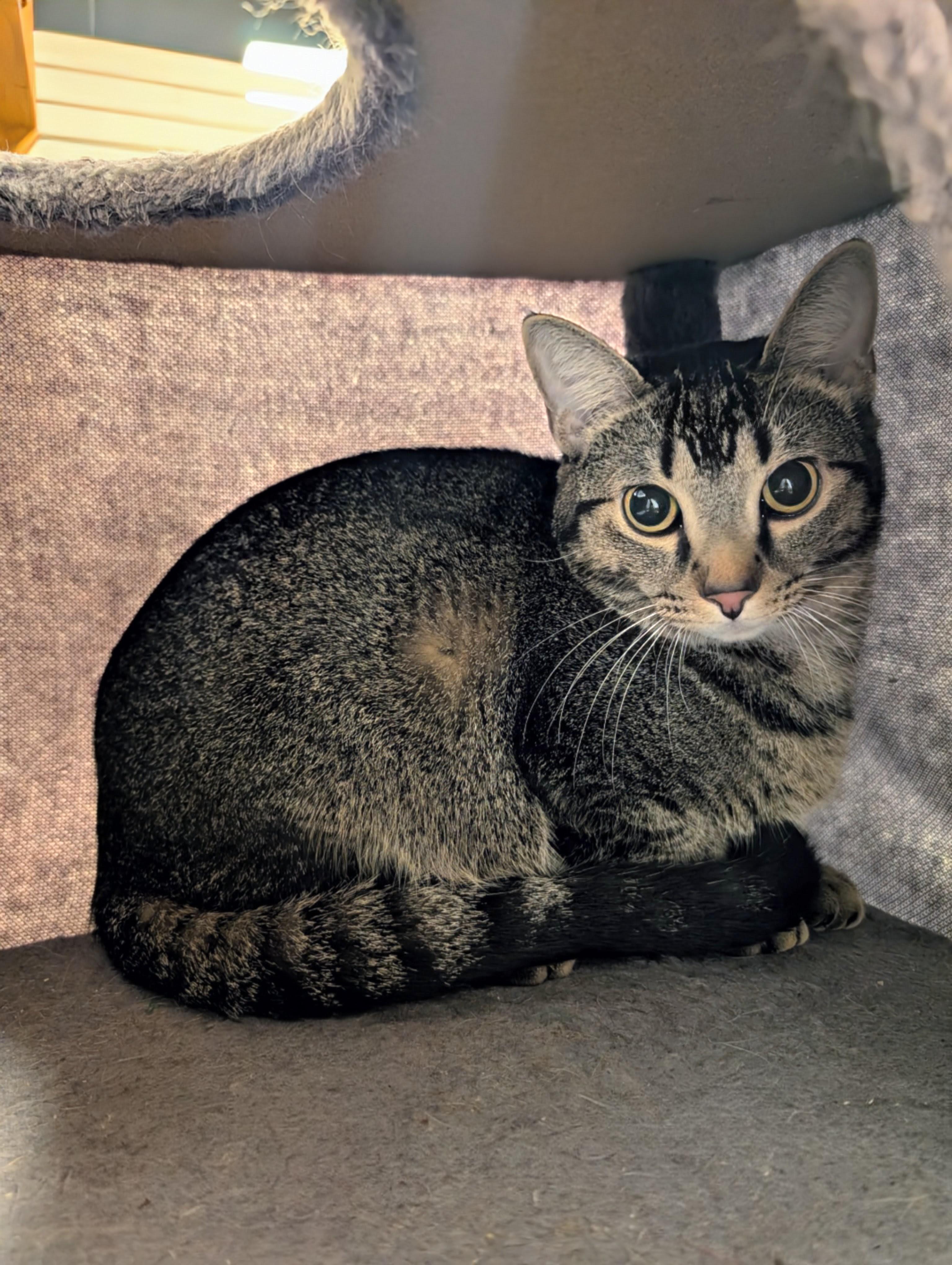 Enlarge Bulbul, a ADOPTABLE Domestic Short Hair in Palm Harbor, FL image 1/1