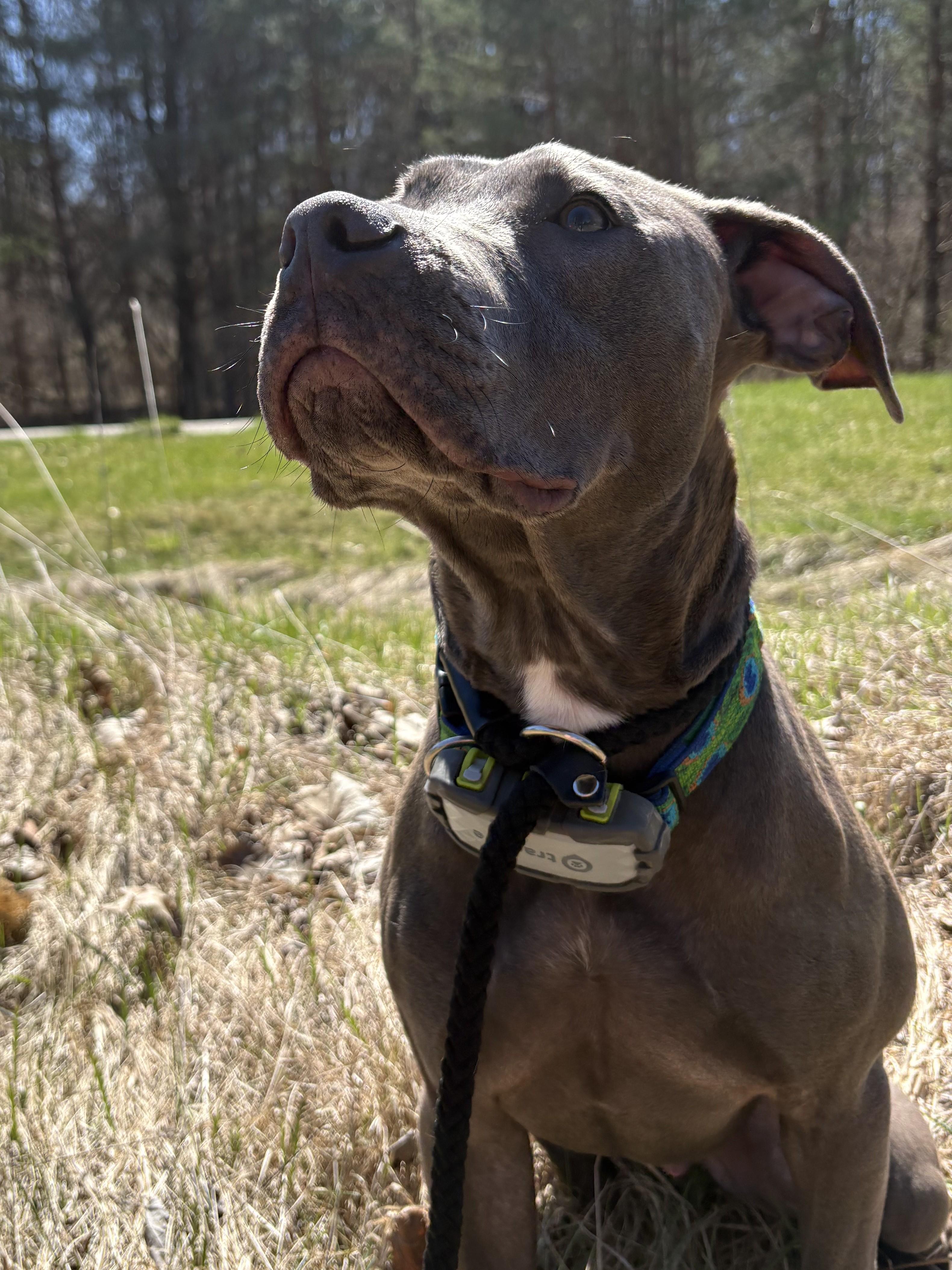Enlarge Cori, an adoptable Pit Bull Terrier in Attica, MI image 5/6