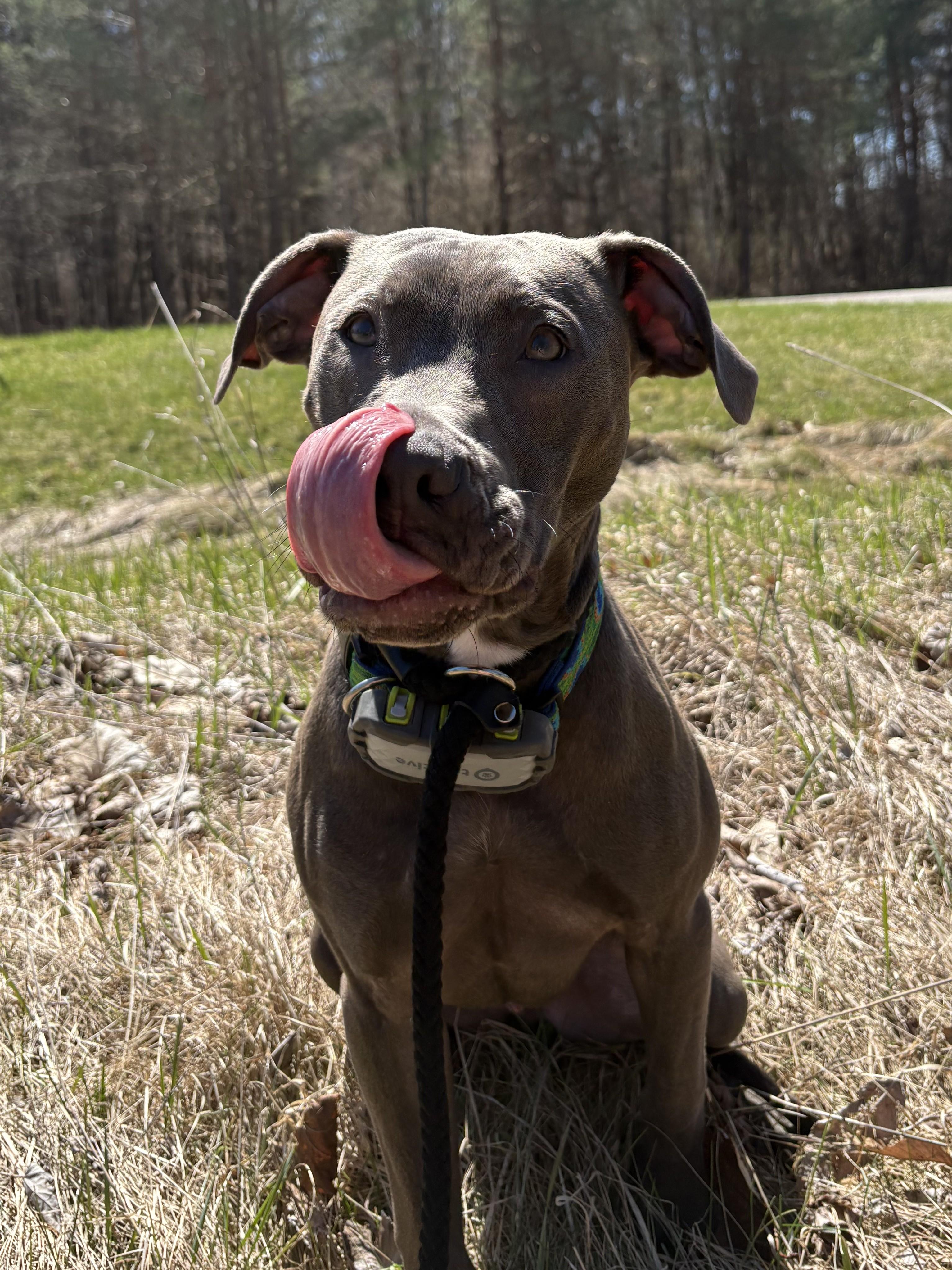 Cori, adoptable, Young Male Pit Bull Terrier.
